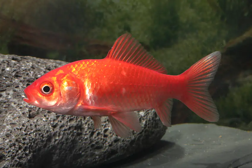 Teichfisch Roter Goldfisch 15-18 cm Carassius auratus