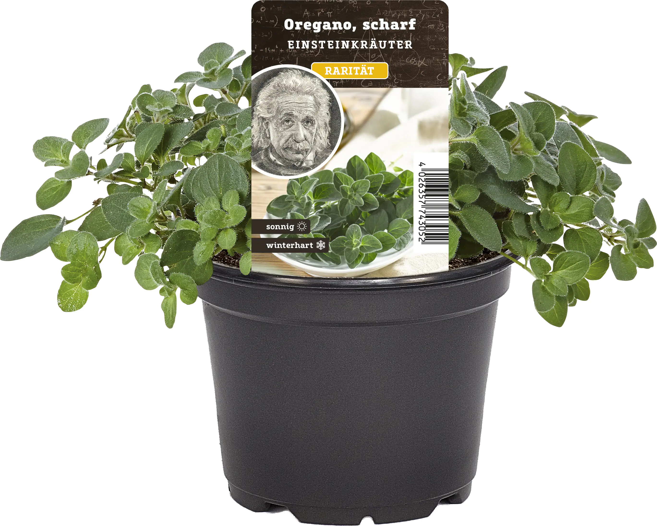 Einsteinkräuter - Oregano scharf 12 cm Topf