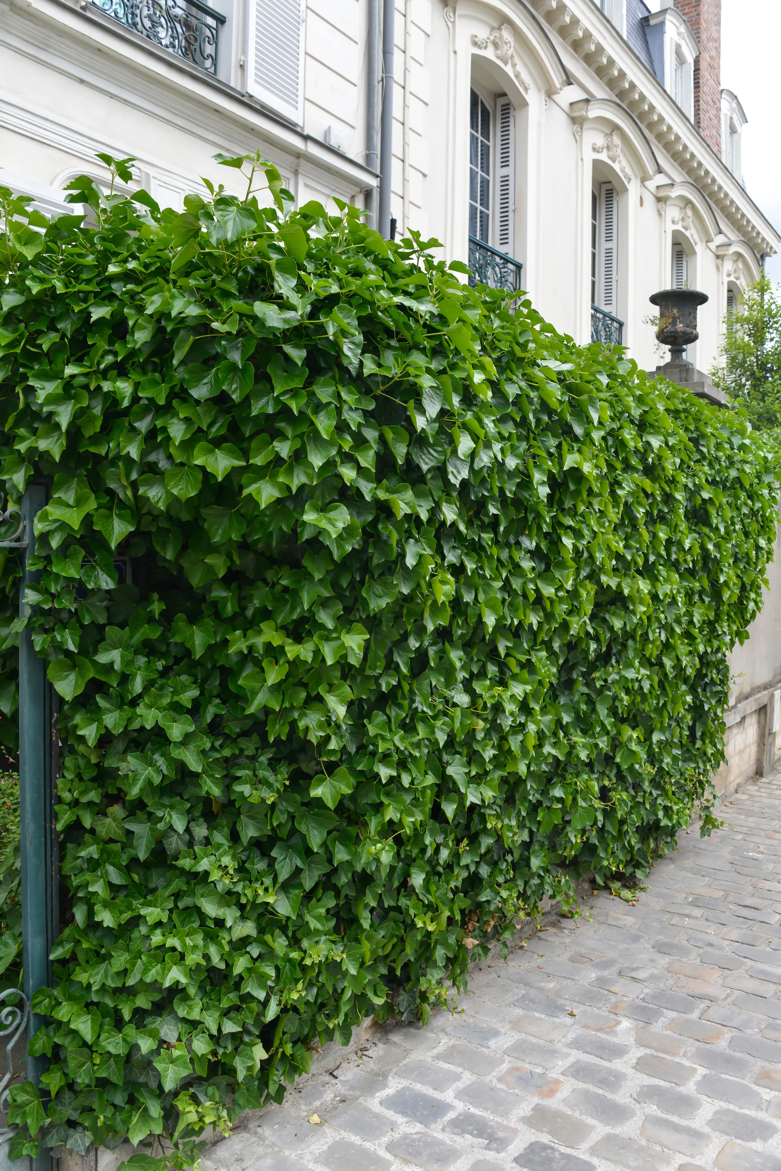Großblättriger Efeu Hedera helix hibernica H 100 - 120 cm, 100 Stück