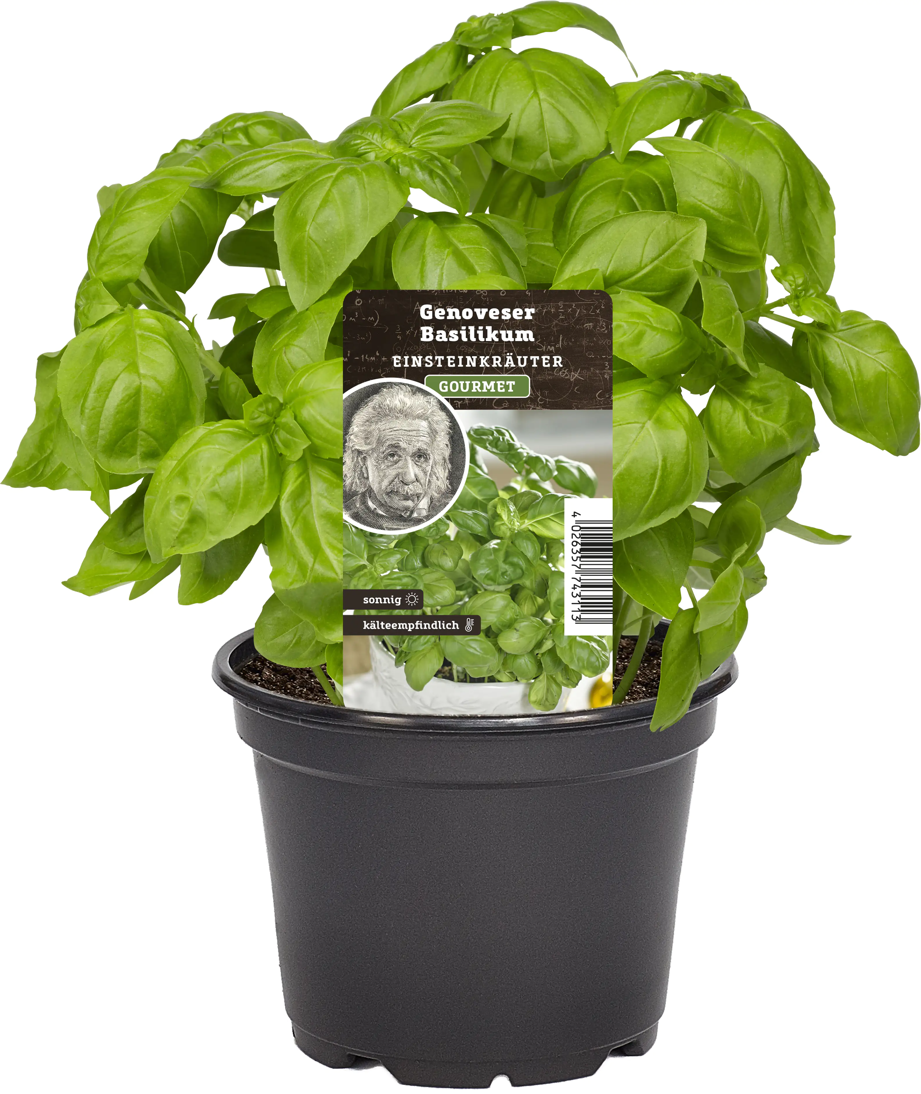 Einsteinkräuter Basilikum Genovese 12 cm Topf