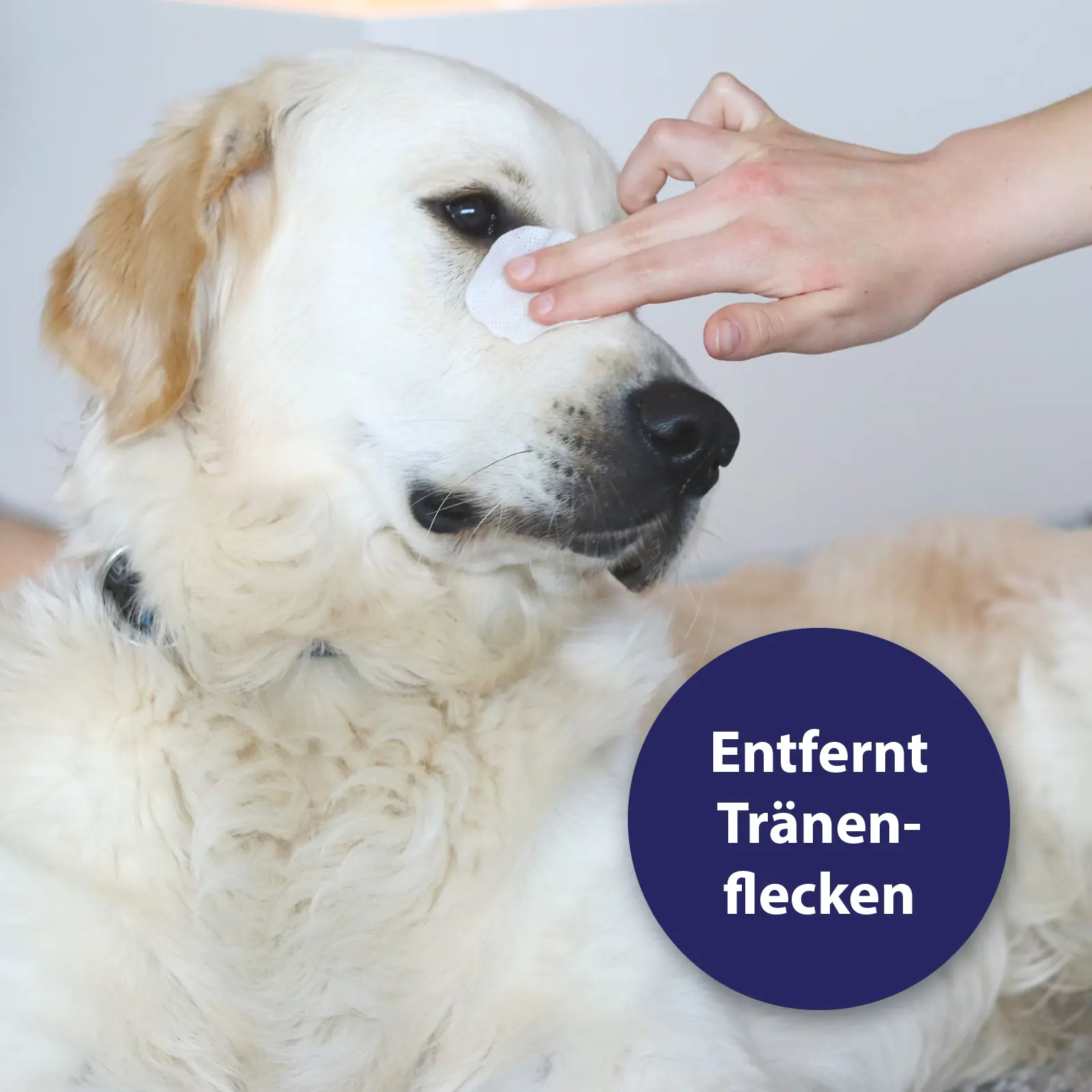 Canosept Augenpflege-Pads für Hunde 100 Stück
