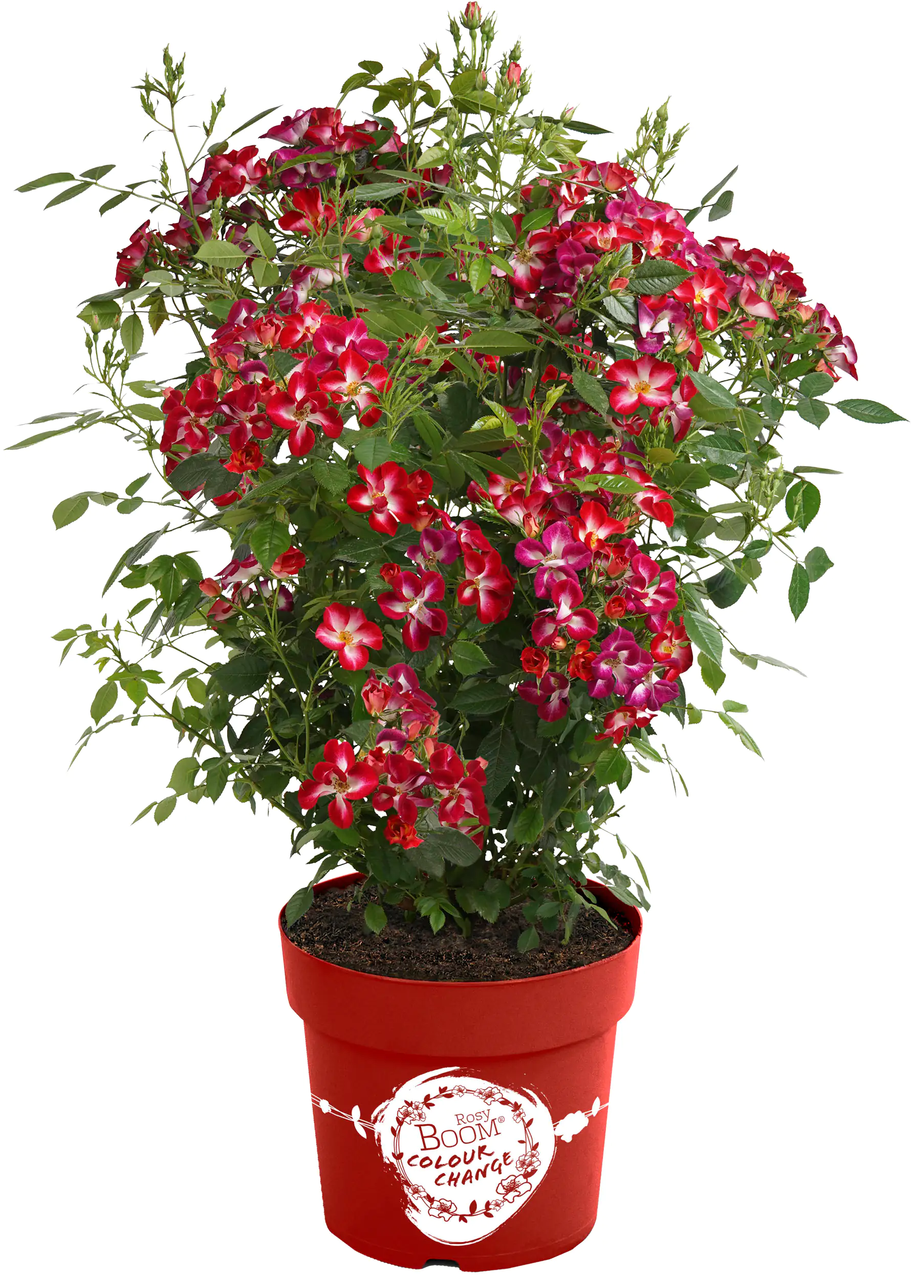 Rose Rosy Boom Colour Change H 40-60 cm 6L Container