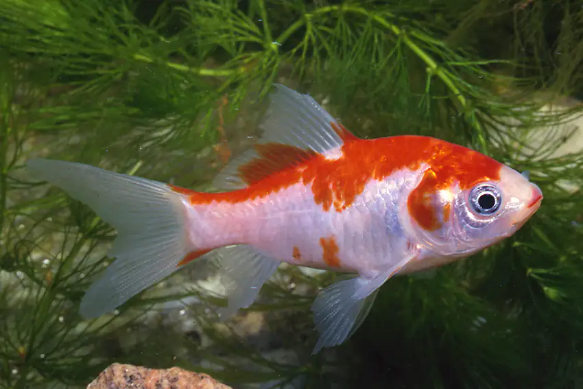 Teichfisch Sarasa 15 - 18 cm Carassius auratus