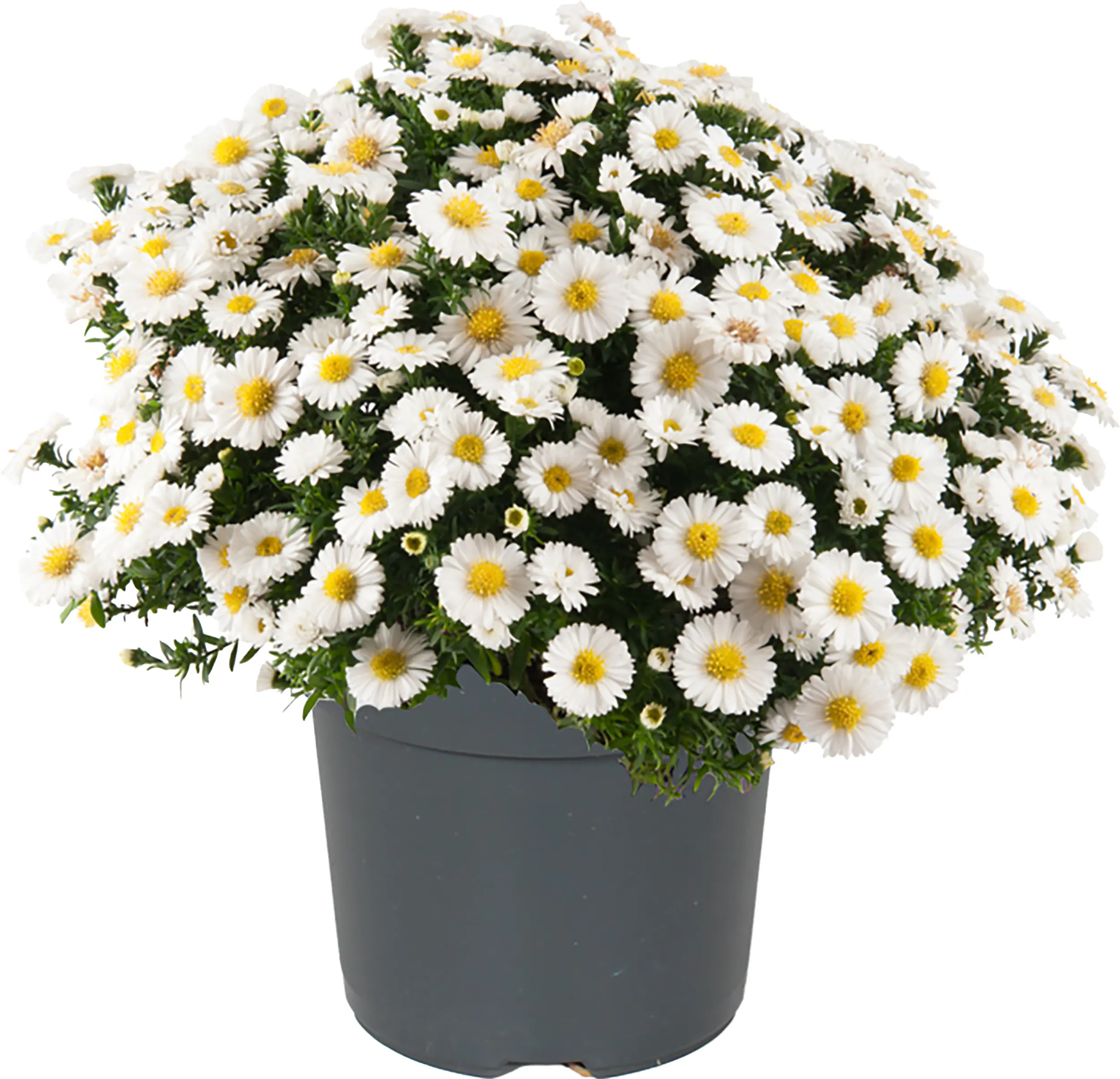 Herbstaster Aster dumosus 12 cm Topf