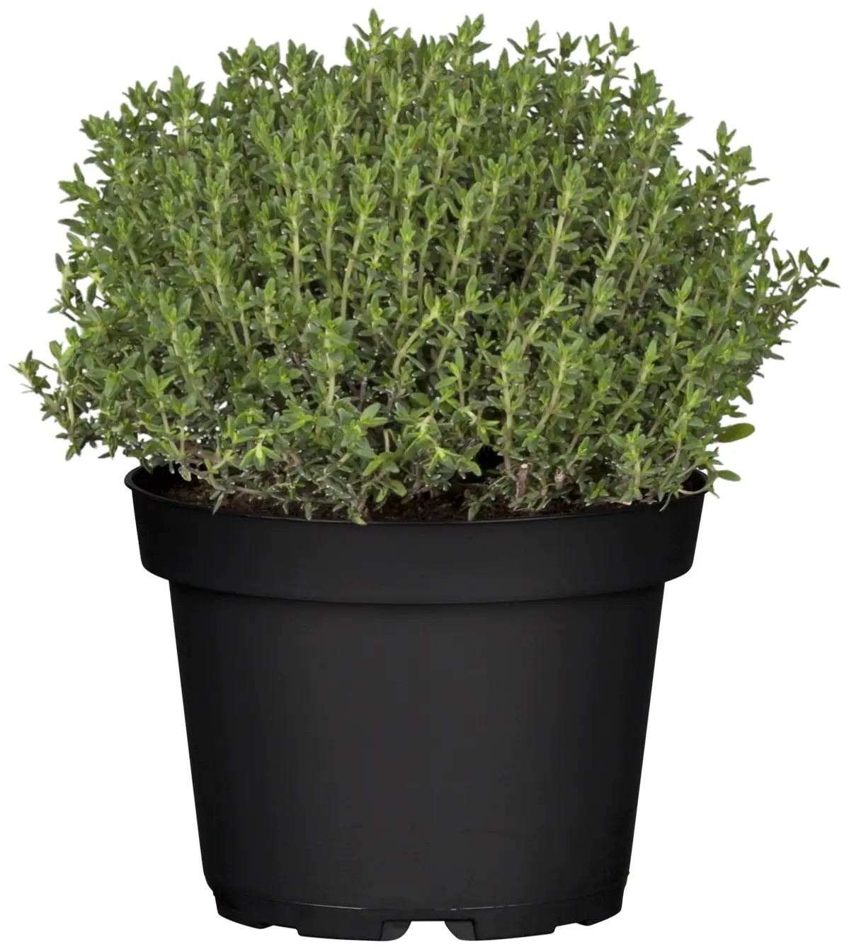 Mediterrane Gewürzkräuter Thymian Thymus Vulgaris in Sorten H 25 cm 14 cm Topf