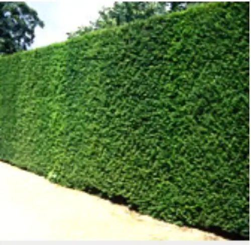 Eibe Taxus Baccata H 100-120 cm 10-15 Liter Container