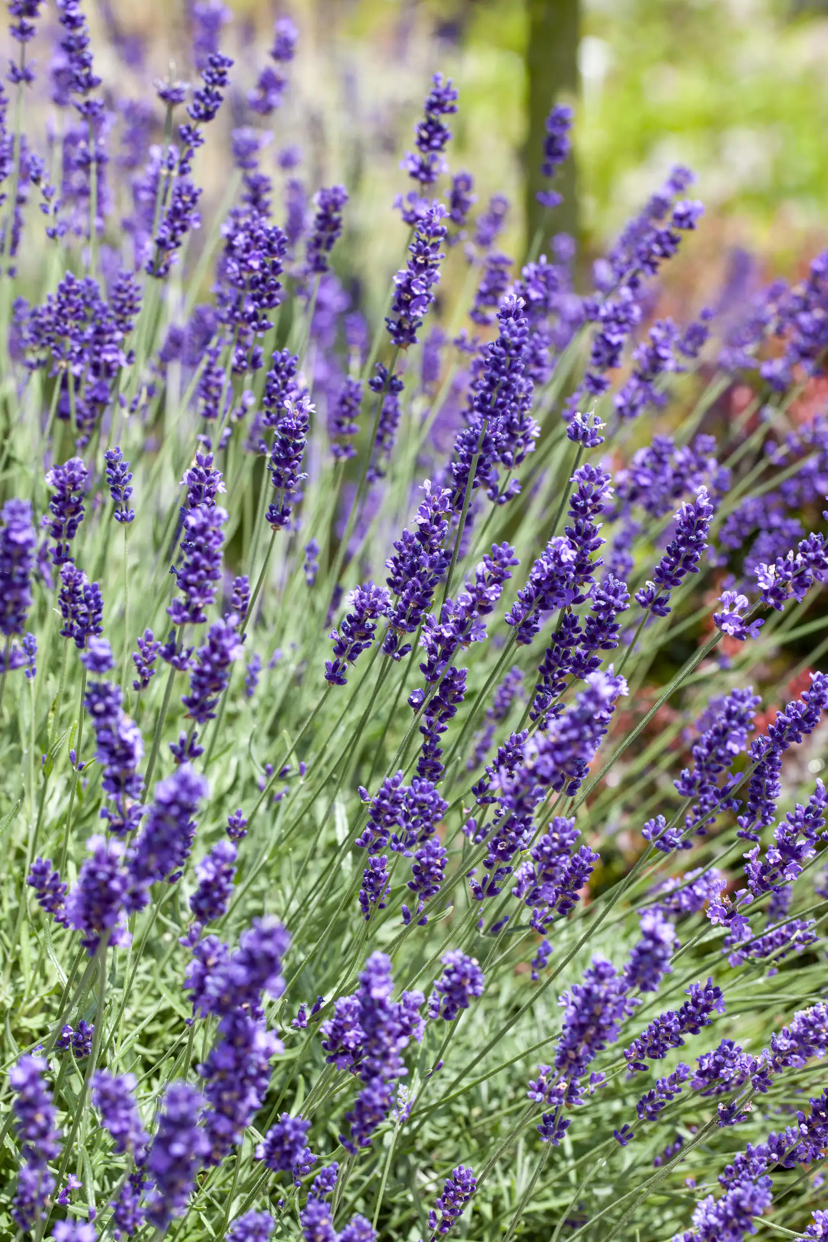 Freilandlavendel Munstead Auslese Lavandula, 5 l Container