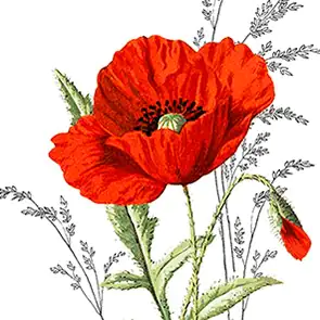 Braun & Company Servietten Roter Mohn 33 x 33 cm - 20er Pack