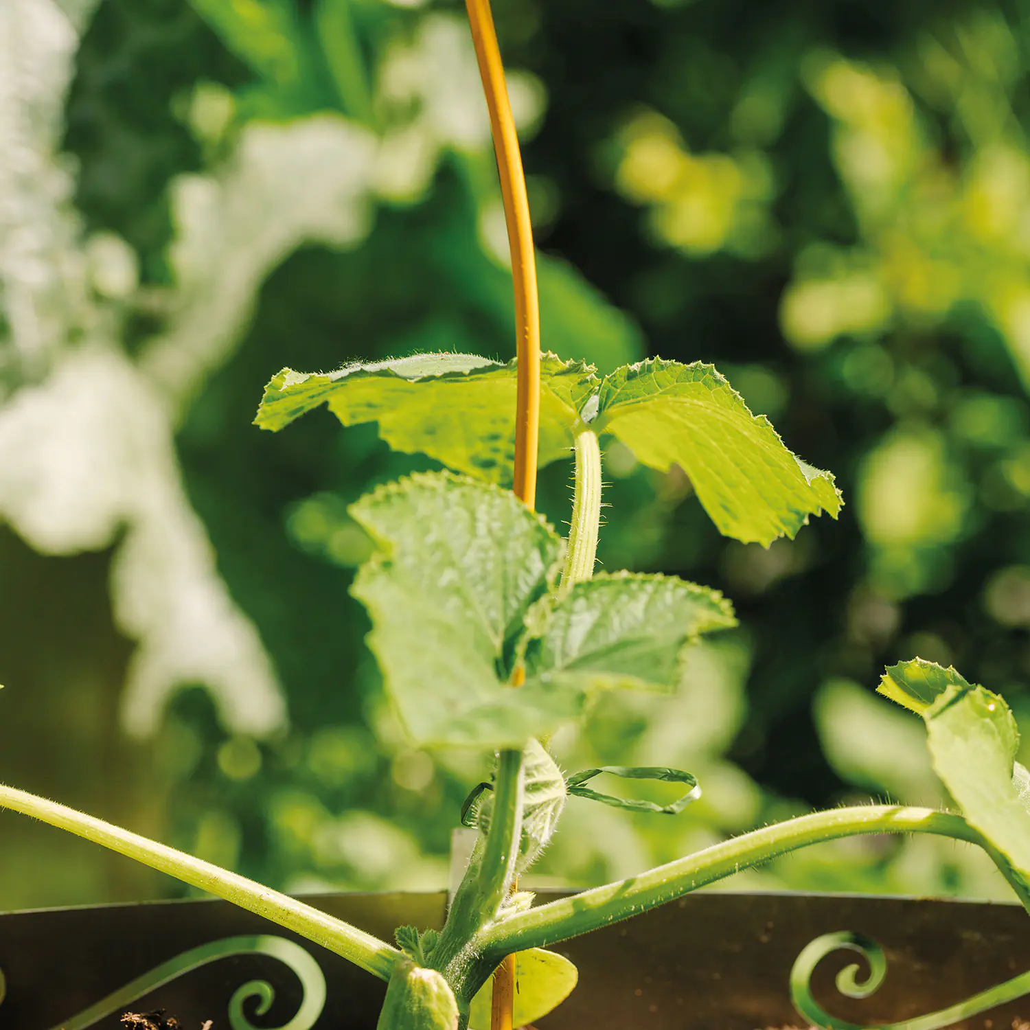 Bellissa Tomatenspirale COLORATA 110, 4 x 4 x 110 cm, honig