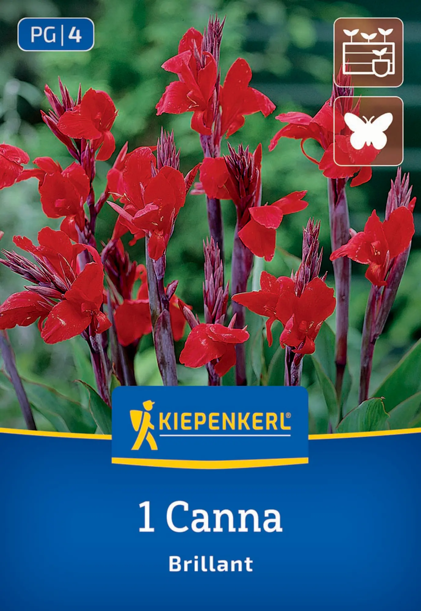 Kiepenkerl Frühjahrsblumenzwiebel Blumenrohr Brillant 1 Stück