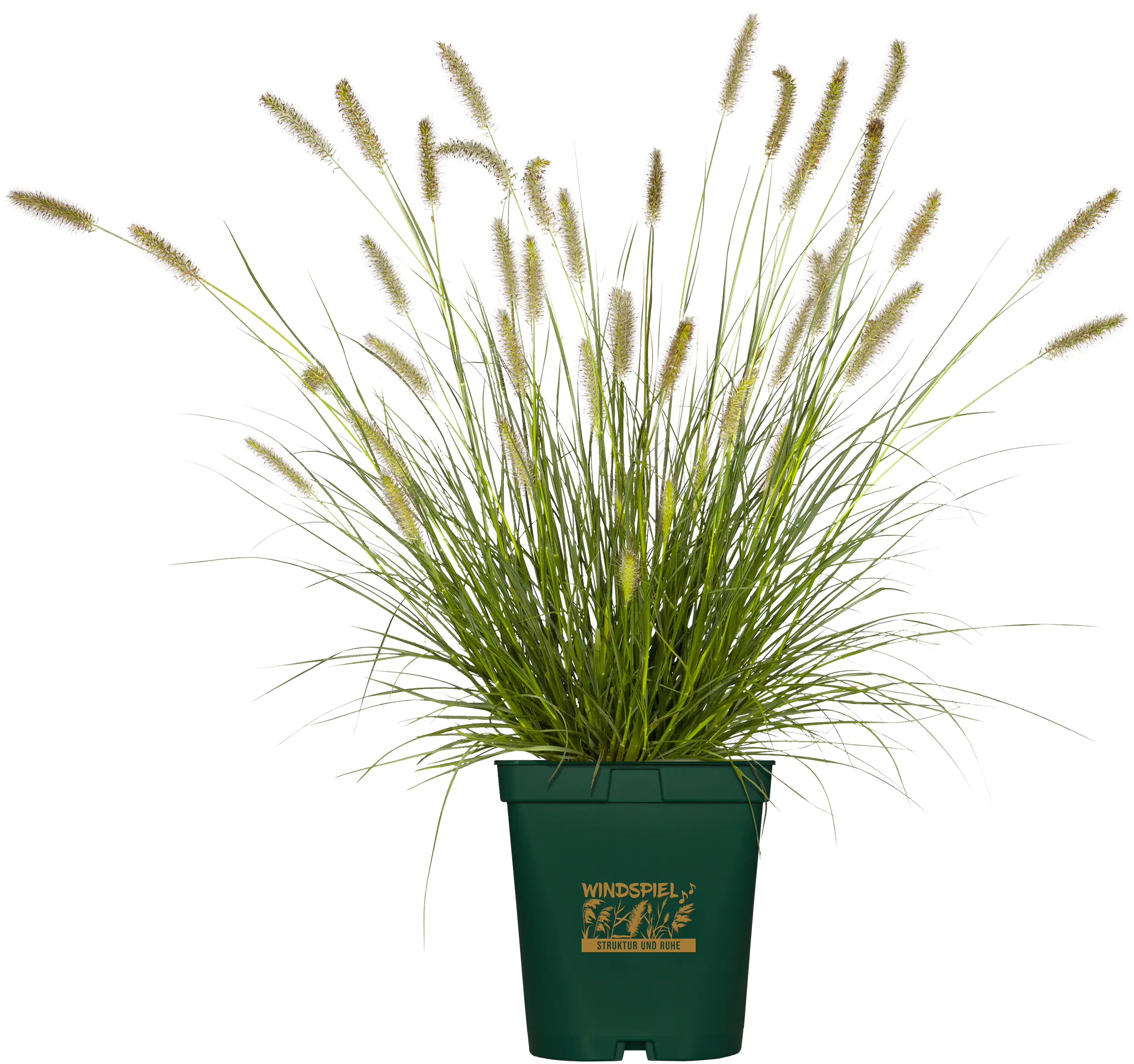 Lampenputzergras  Windspiel 23 cm Topf