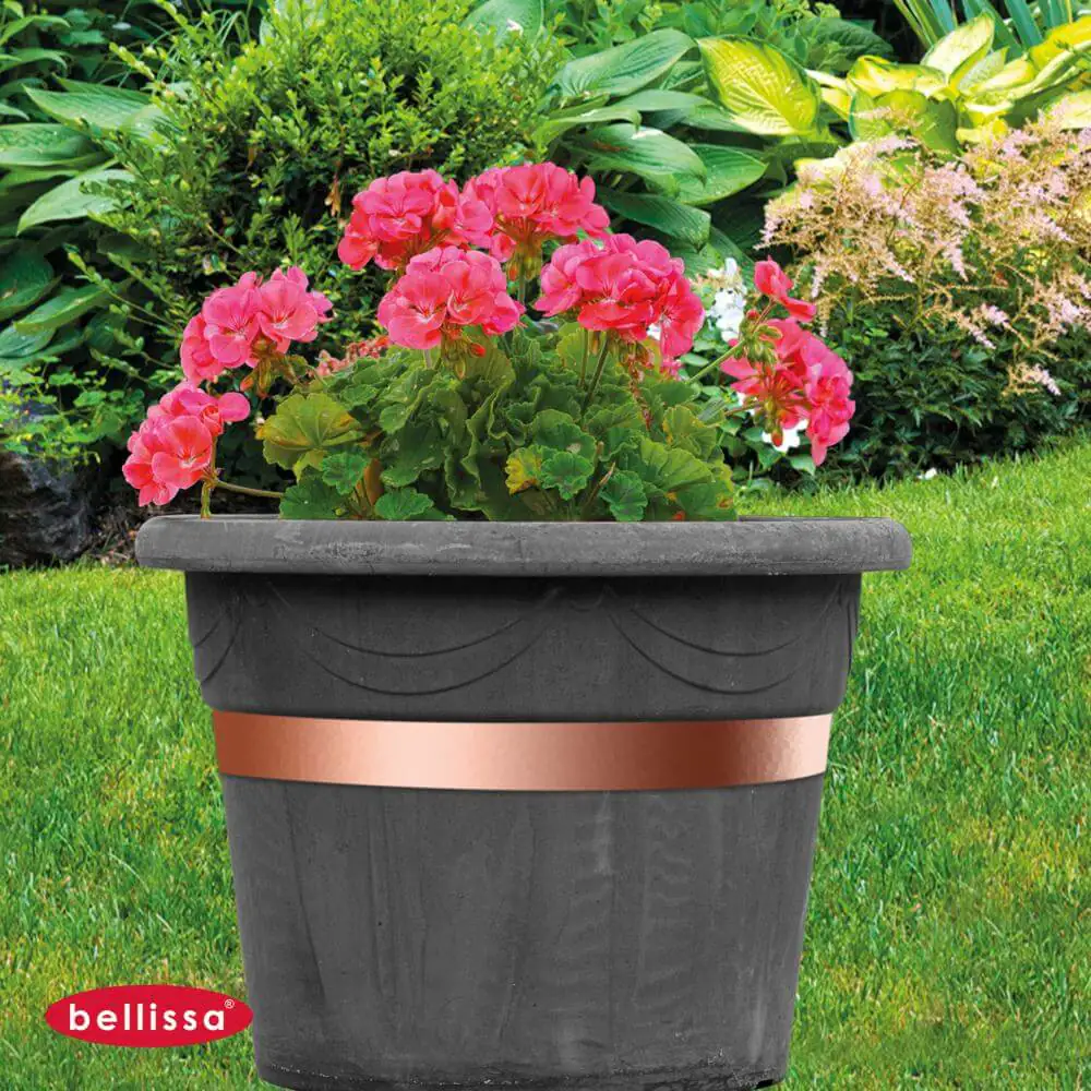 Bellissa Schneckenband 500 x 3 cm