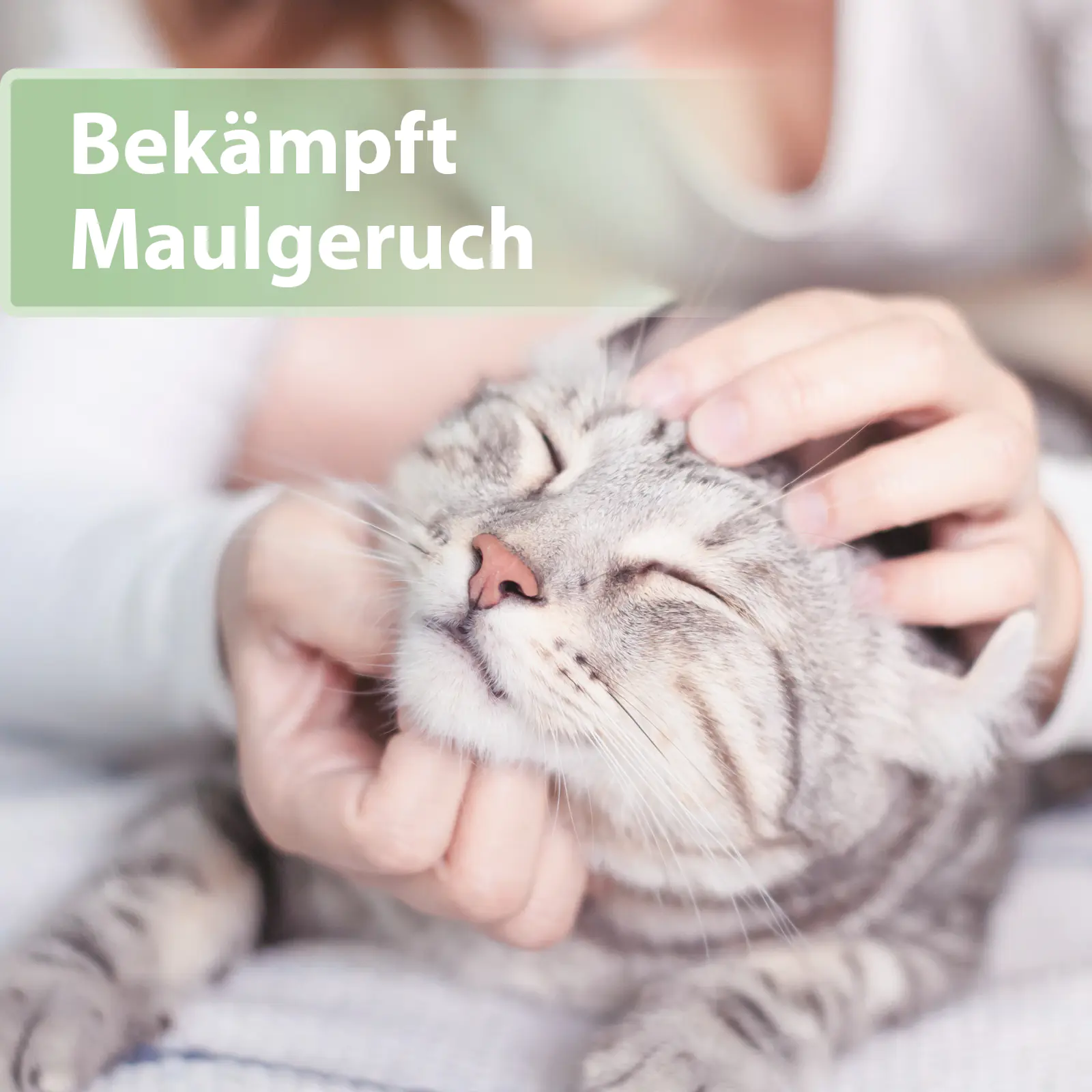 Felisept Zahnpflege Pads für Katzen 50 Stück
