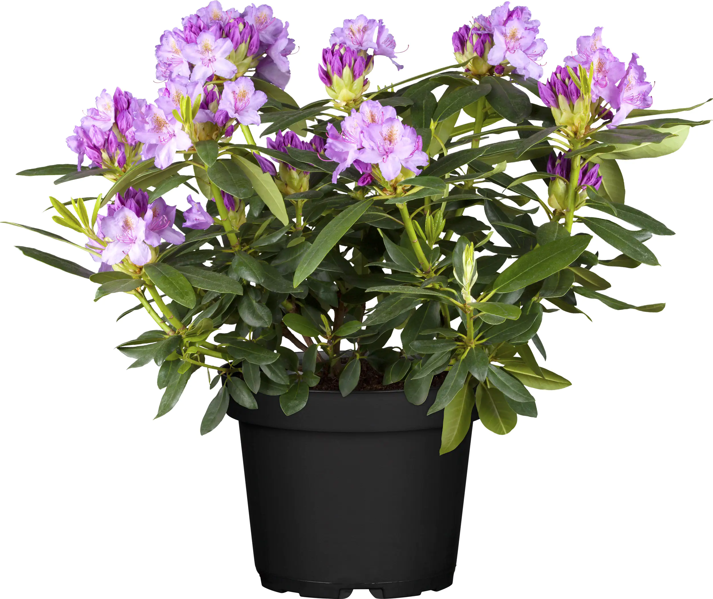 Rhododendron Hybriden in Sorten H ca 40 - 50 cm 5 l Container