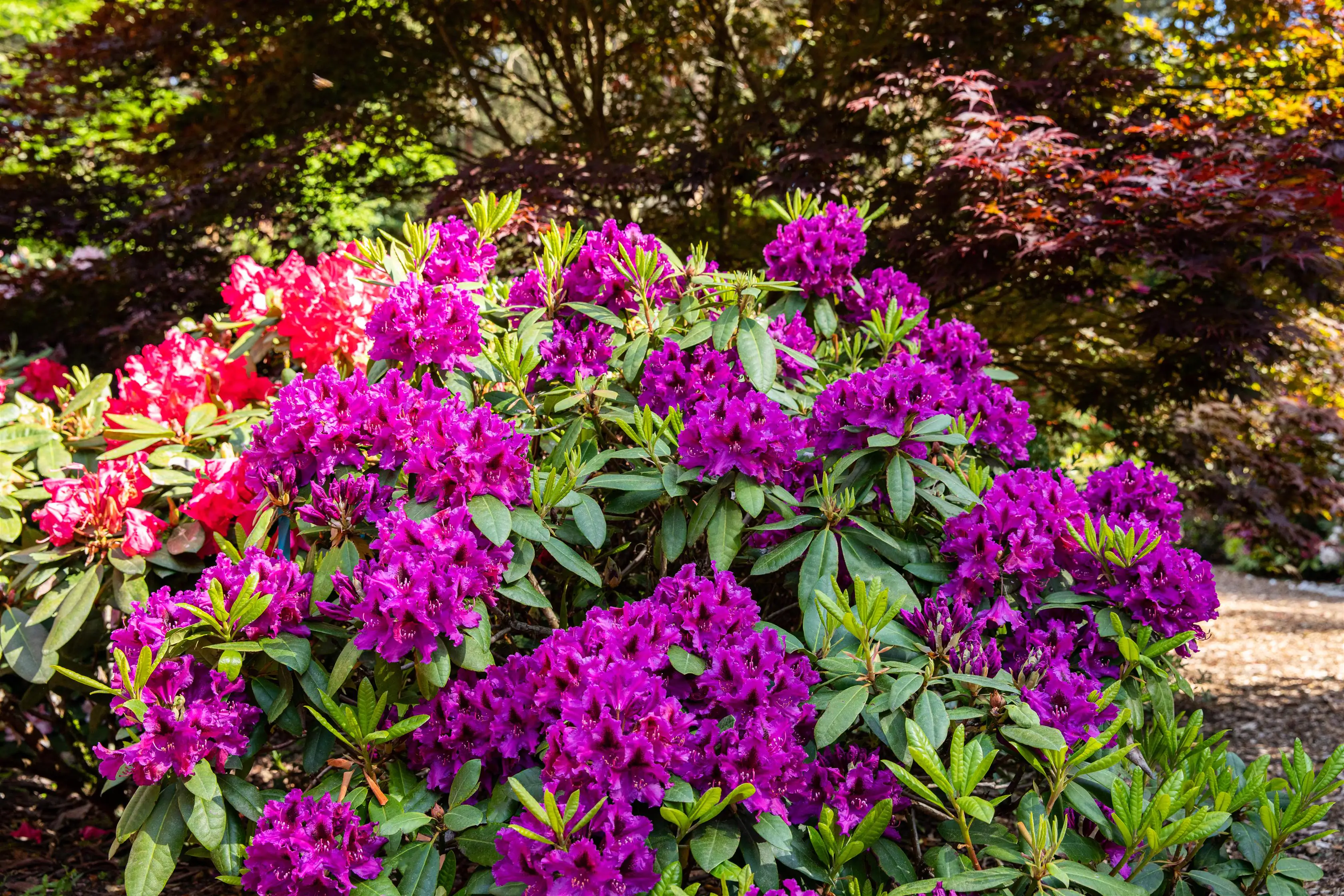 Rhododendron Hybriden in Sorten H ca 40 - 50 cm 5 l Container