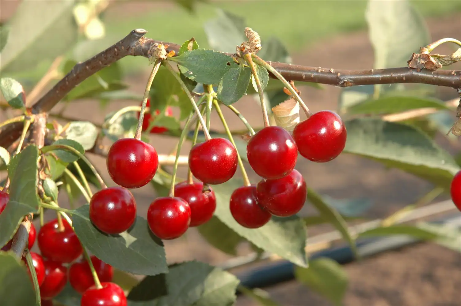 Obstbaum Sauerkirsche 5 Liter Container
