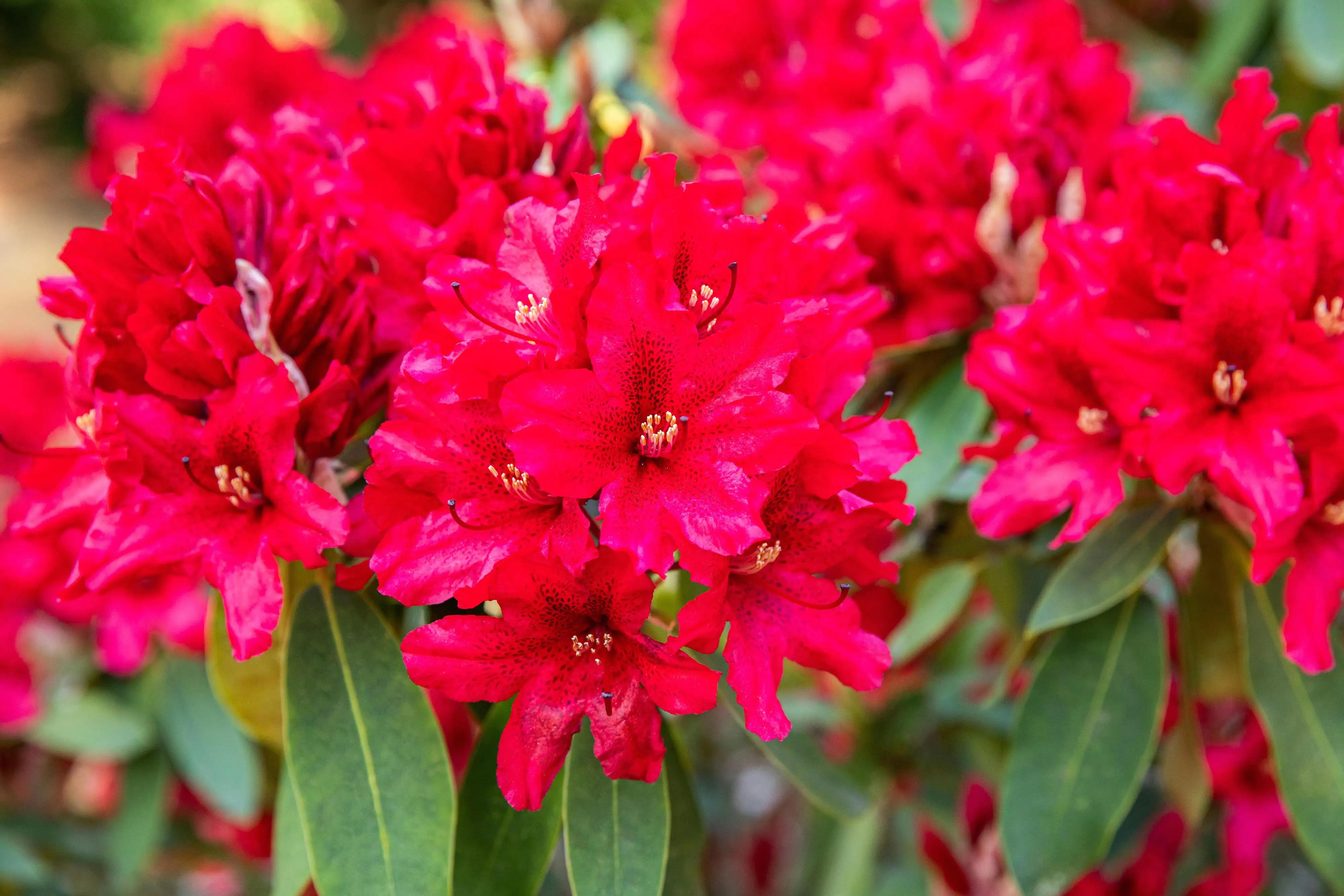 Alpenrose Rhododendron 21 cm Topf, 30-40 cm hoch