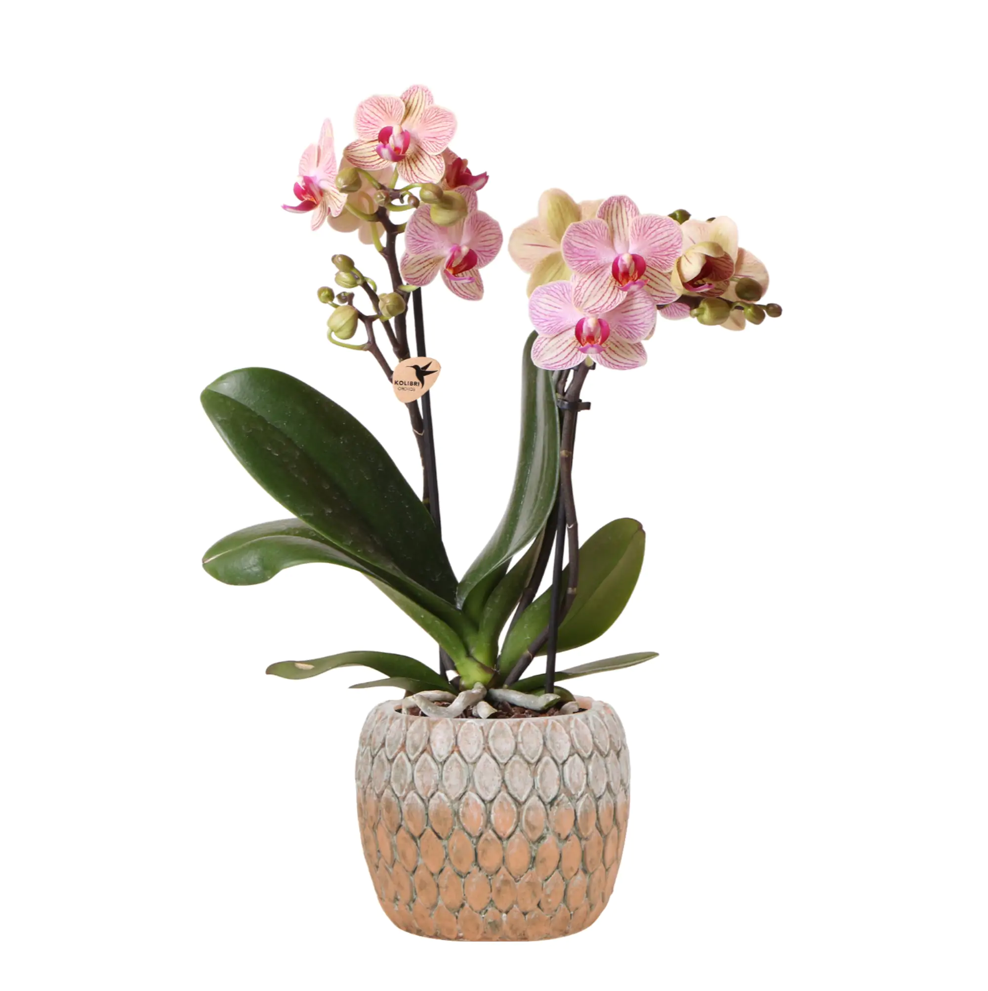 Pflanzenarrangement Orchidee rosa 2-Trieber in Marrakesh Keramik