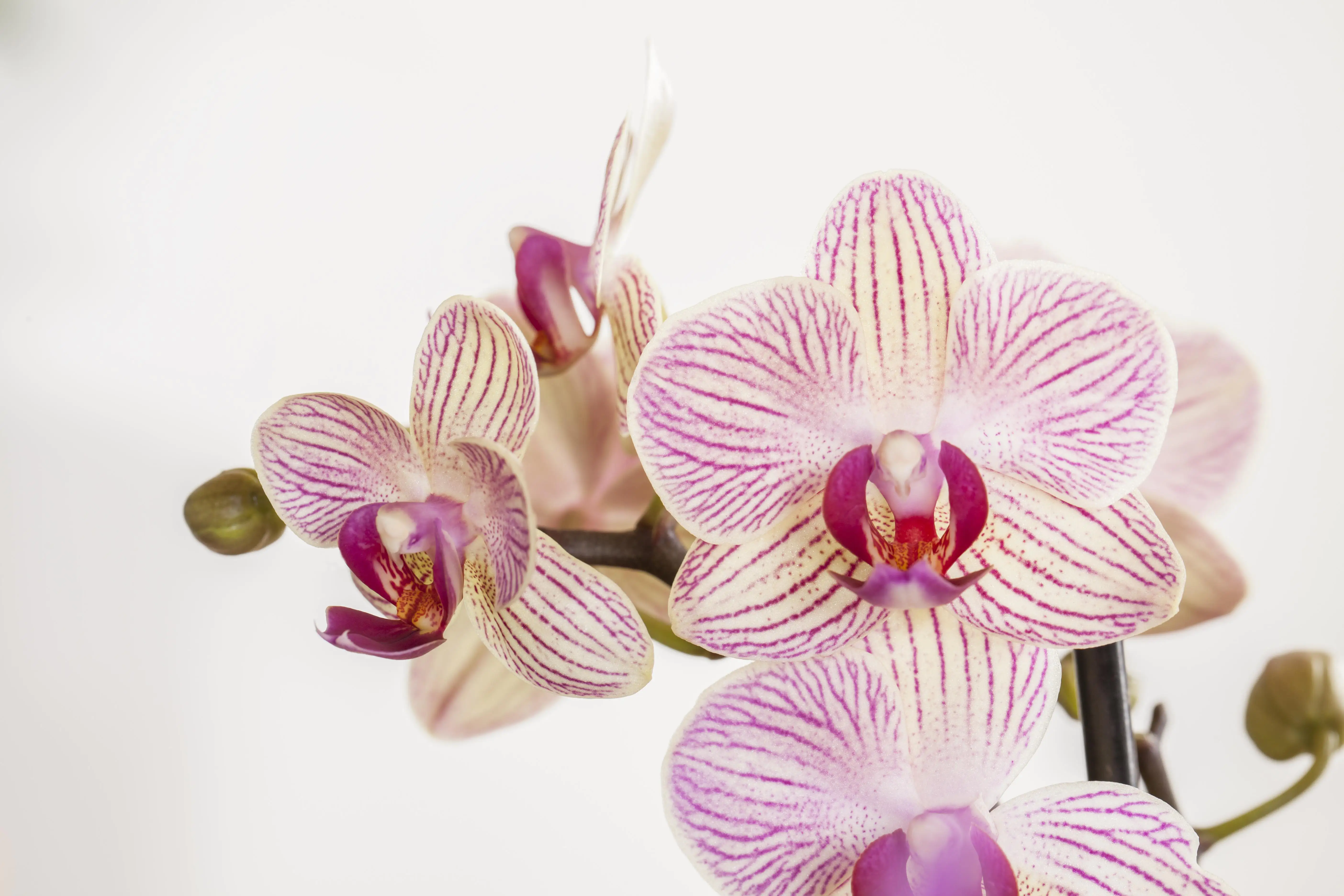 Pflanzenarrangement Orchidee rosa 2-Trieber in Marrakesh Keramik