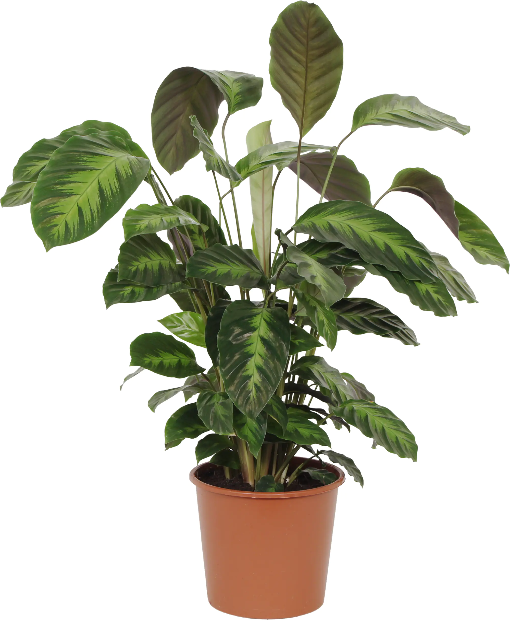 HAMIPLANT Korbmarante Calathea im 17 cm Topf