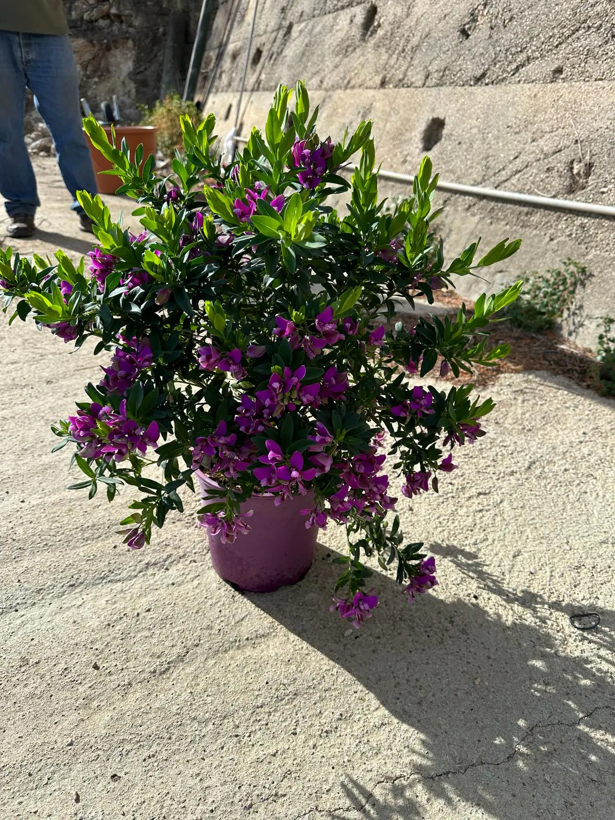 Polygala Grandiflora Kreuzblume 22 cm