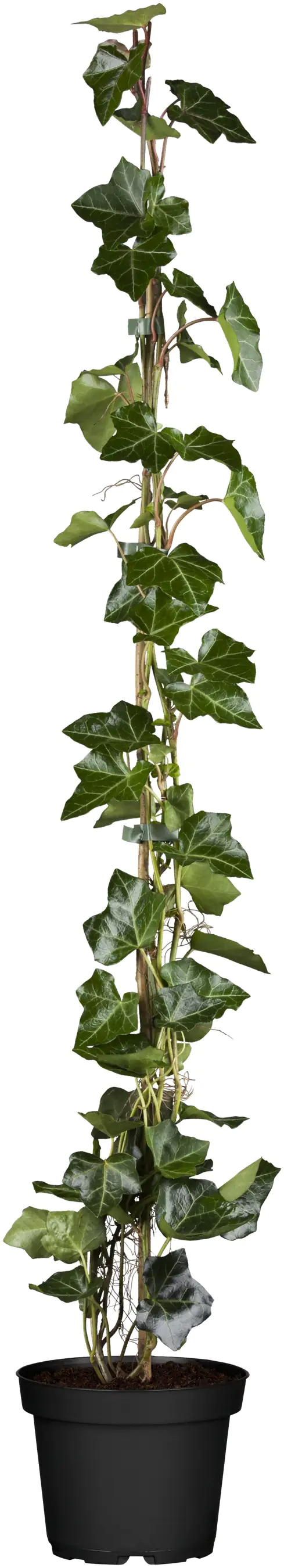 Großblättriger Efeu Hedera helix hibernica H 100 - 120 cm, 100 Stück