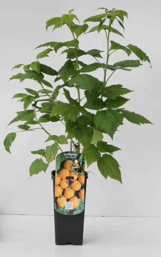 Obststrauch Goldgelbe Himbeere 2 L Container