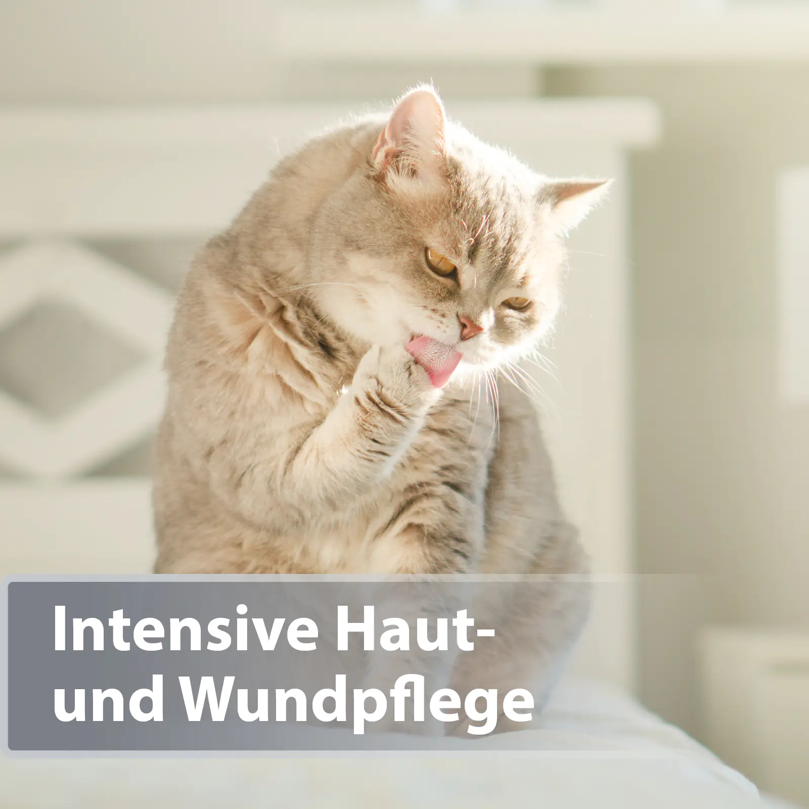 Felisept Mikro Silberspray für Katzen 75 ml