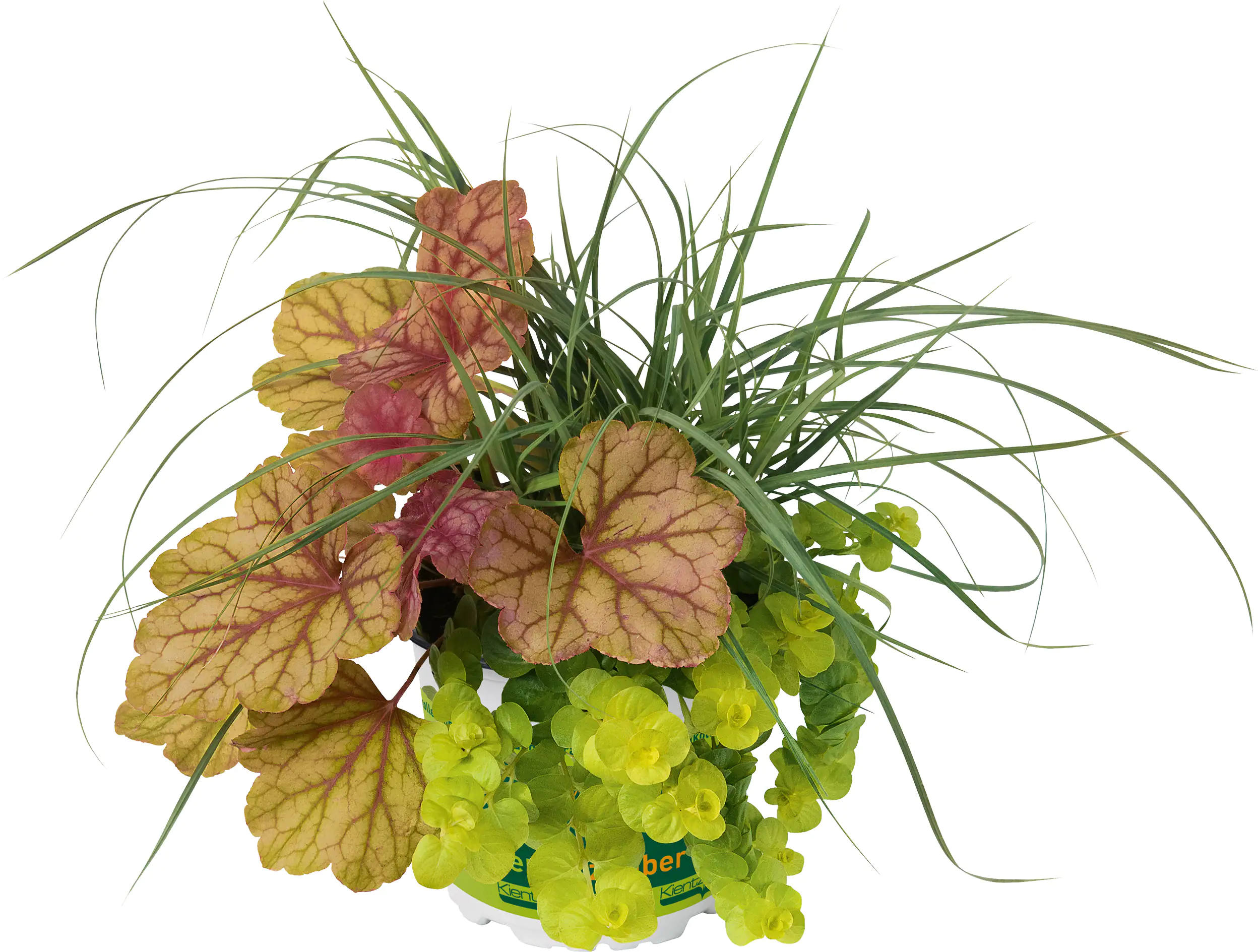 Trio-Mio Herbstzauber 5 l Container