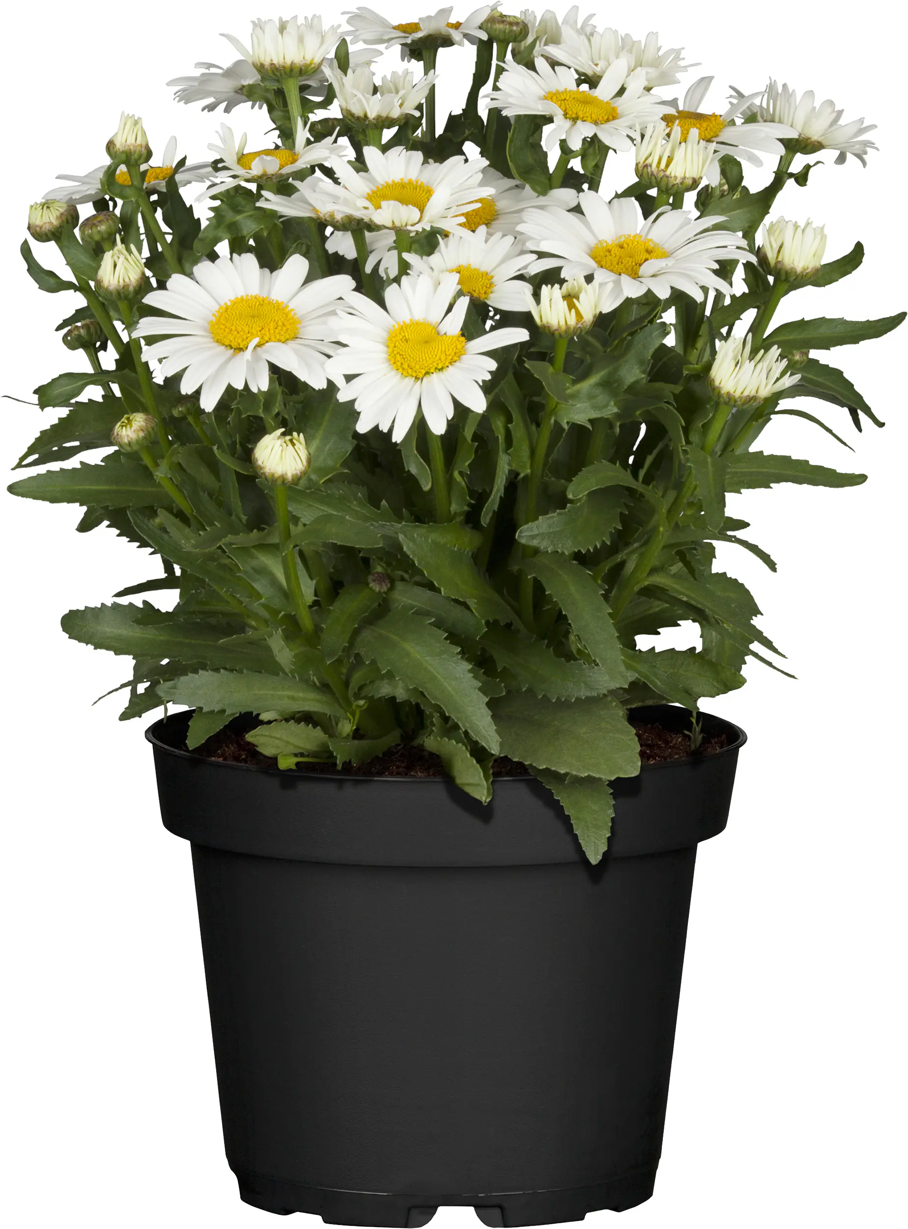 Sommerstauden Mix verschiedene Sorten im 19 cm Topf