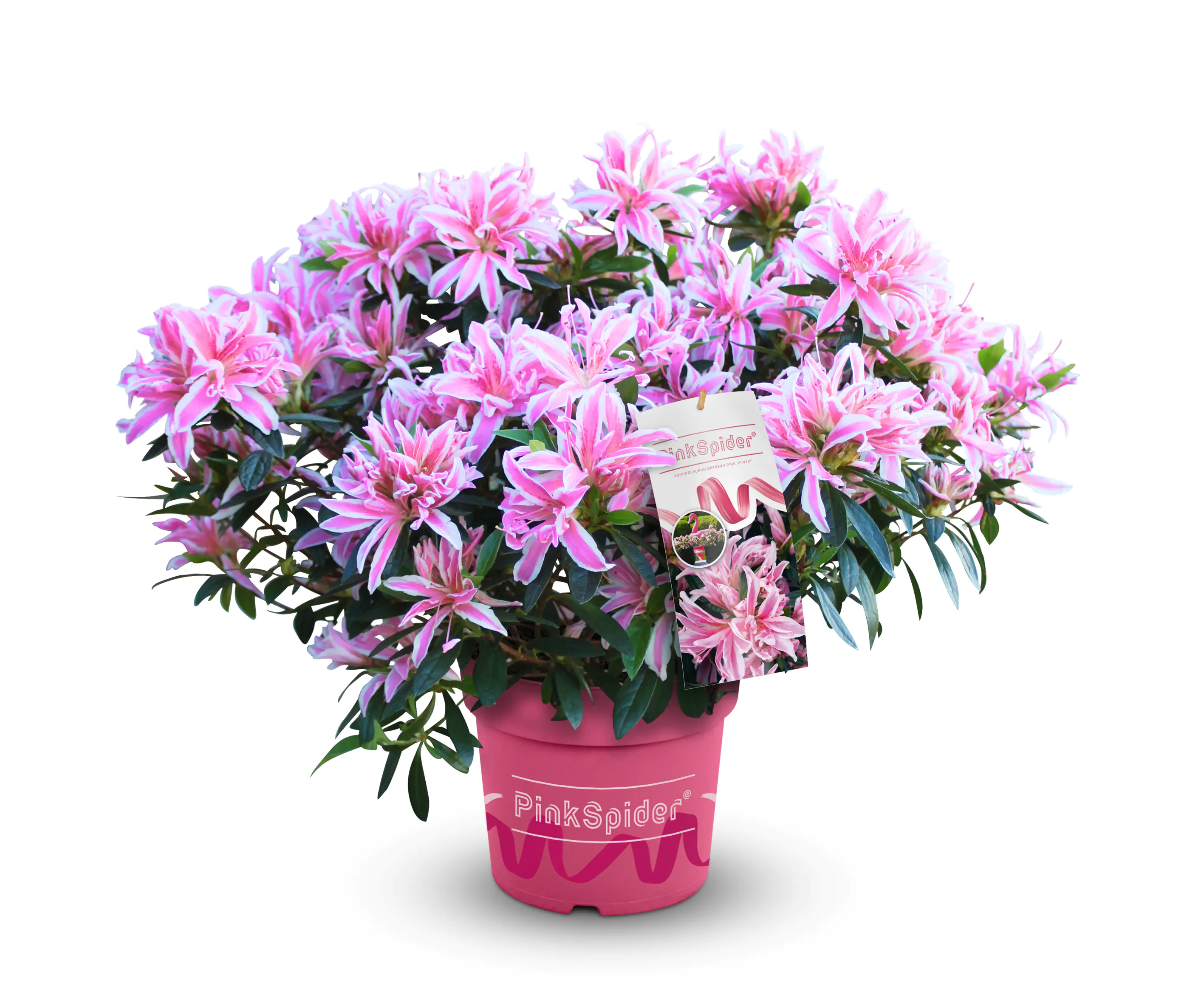 Japanische Azalee Rhododendron Pink Spider 20 - 30 cm hoch 17 cm Topf