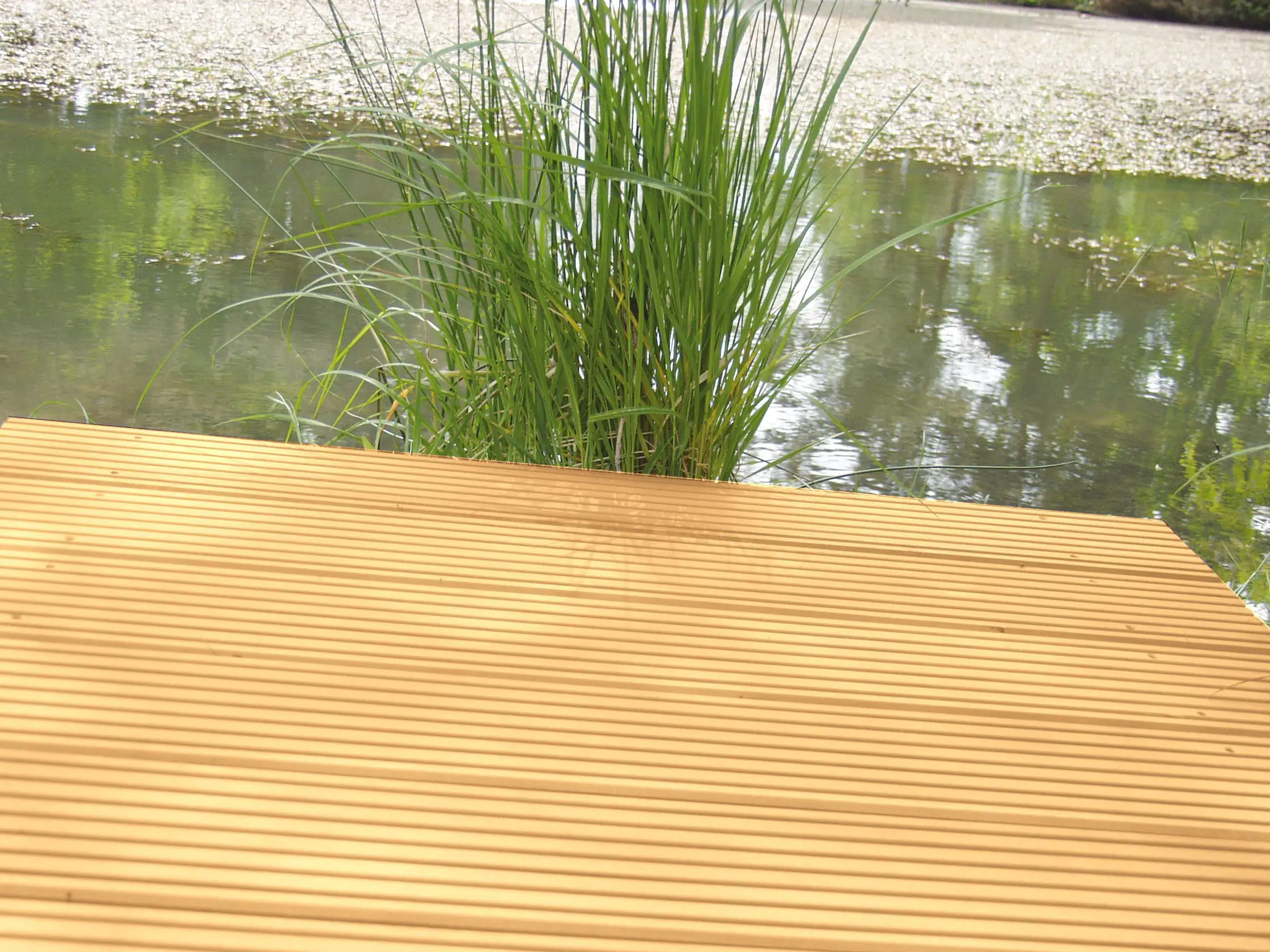 Terrassendiele Lärche 300 x 14,5 x 2,7 cm grob/fein unbehandelt