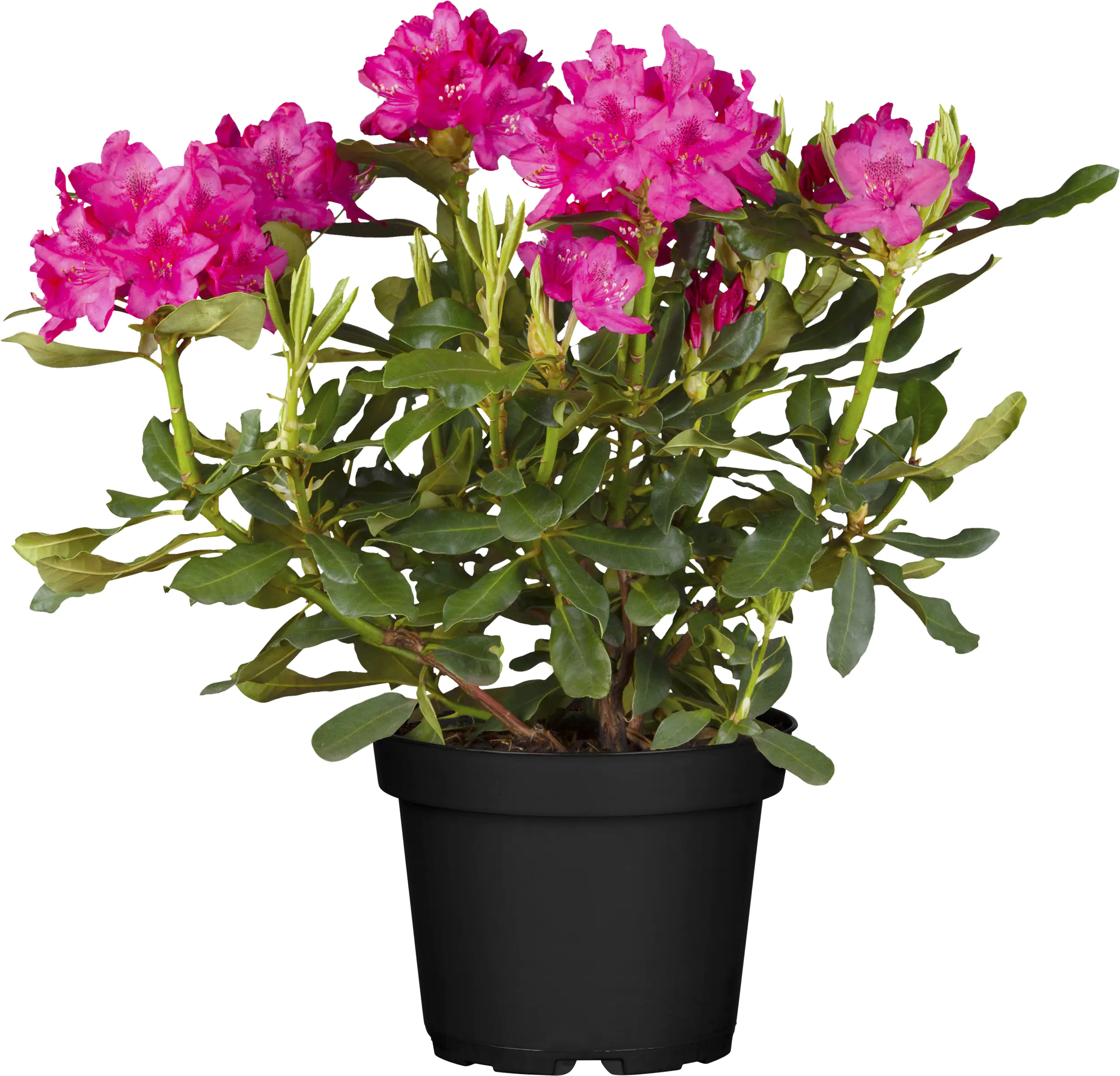 Rhododendron Hybriden in Sorten H ca 40 - 50 cm 5 l Container