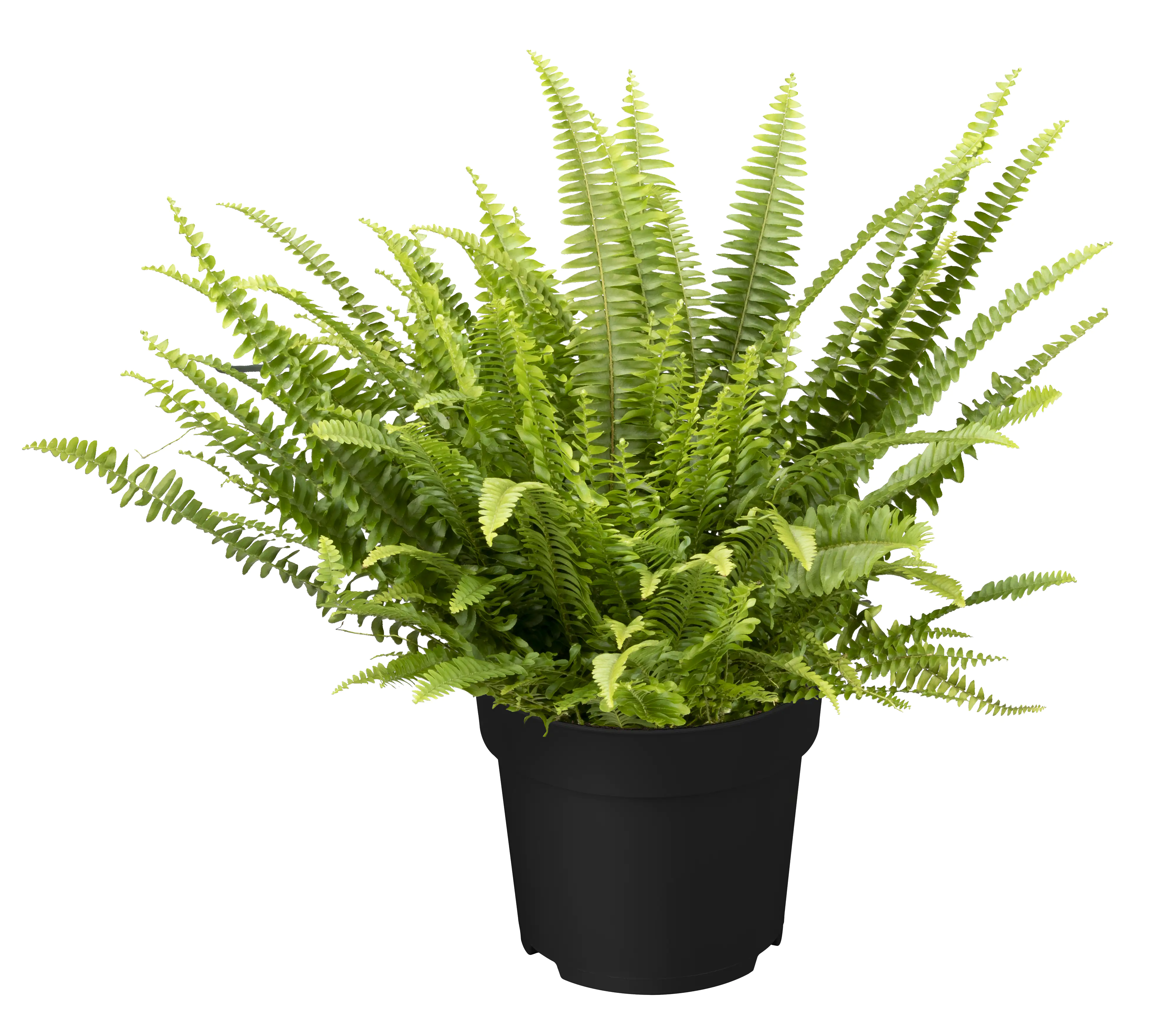 Schwertfarn Nephrolepis H ca. 35 cm 12 cm Topf