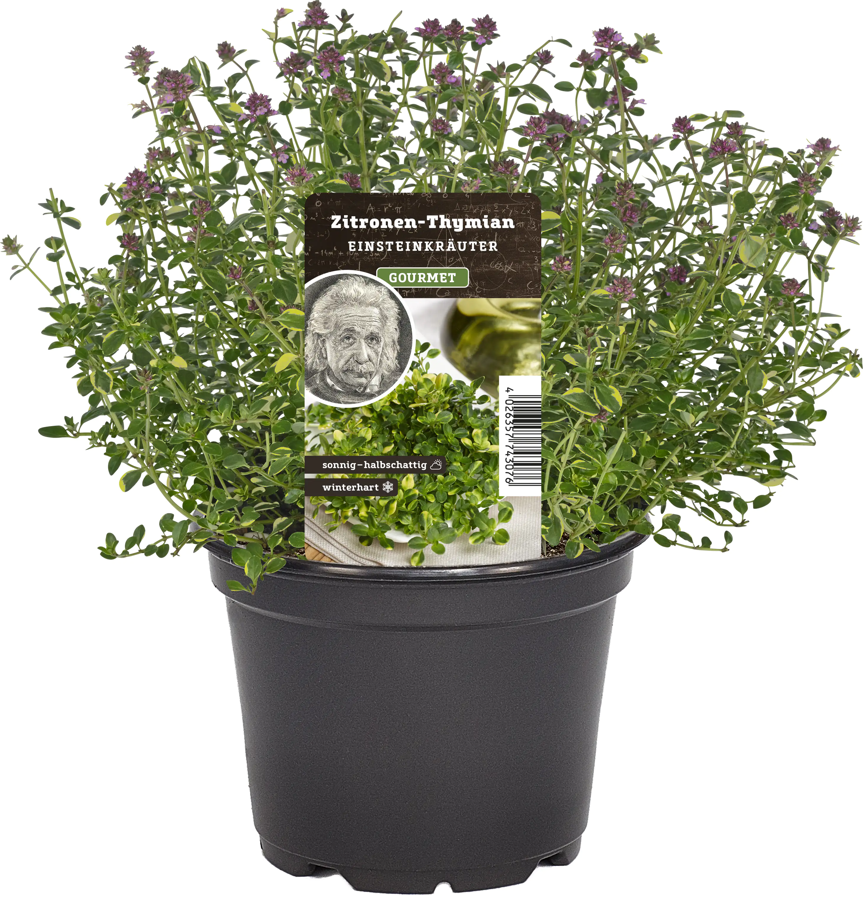 Einsteinkräuter Zitronenthymian 12 cm Topf