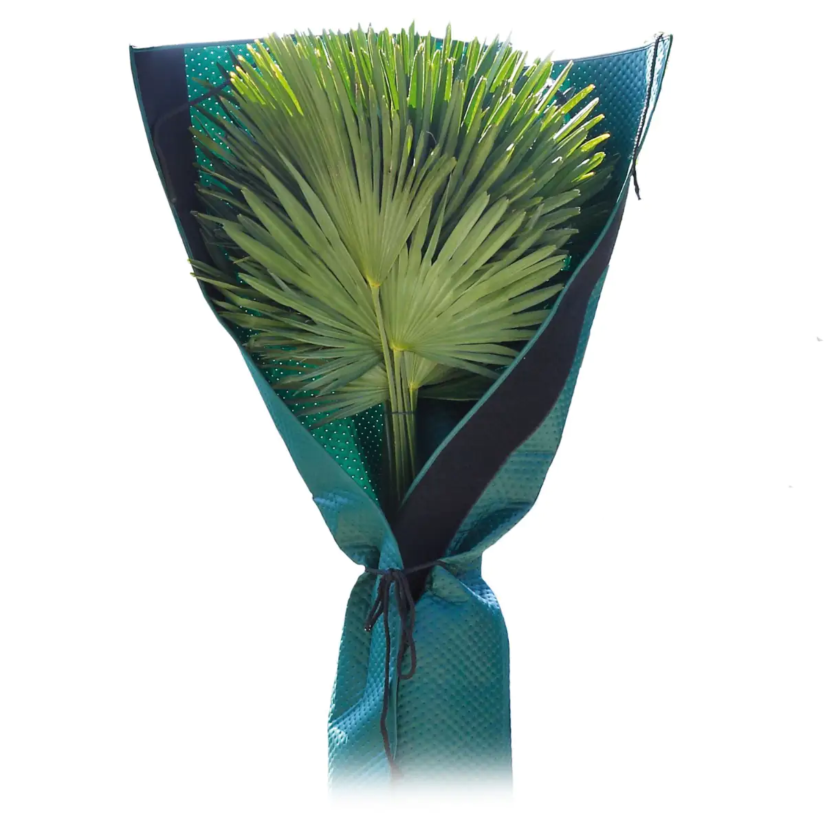 Bio Green Palmenschutz Höhe 150 cm Stamm Ø bis 35 cm