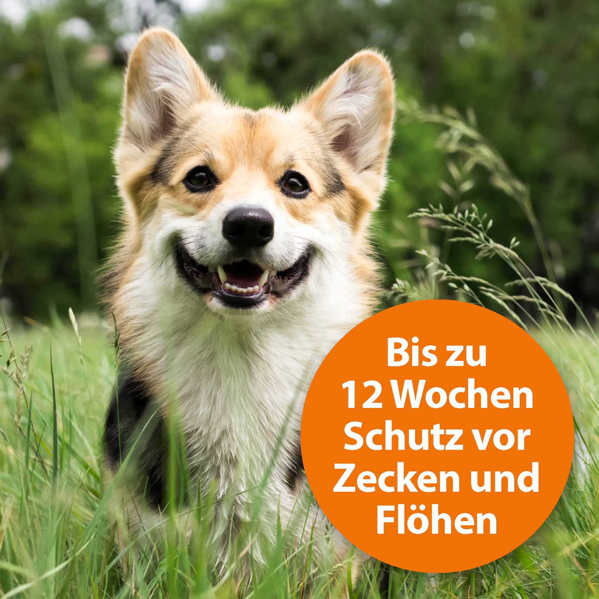 ARDAP Spot On Floh- und Zeckenschutztropfen für Hunde unter 10 kg 3 x 1 ml