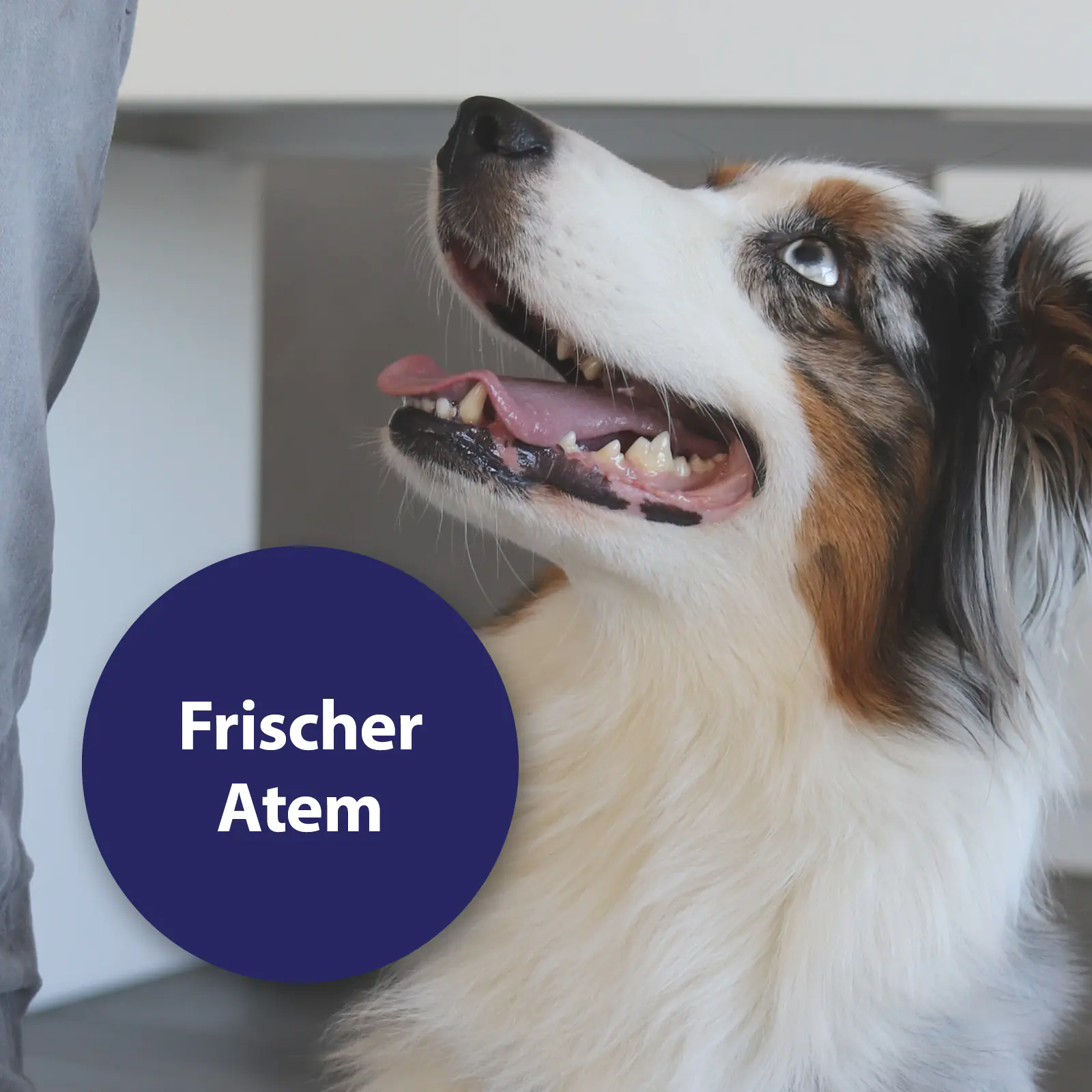 Canosept Zahnpflege-Pads für Hunde 50 Stück