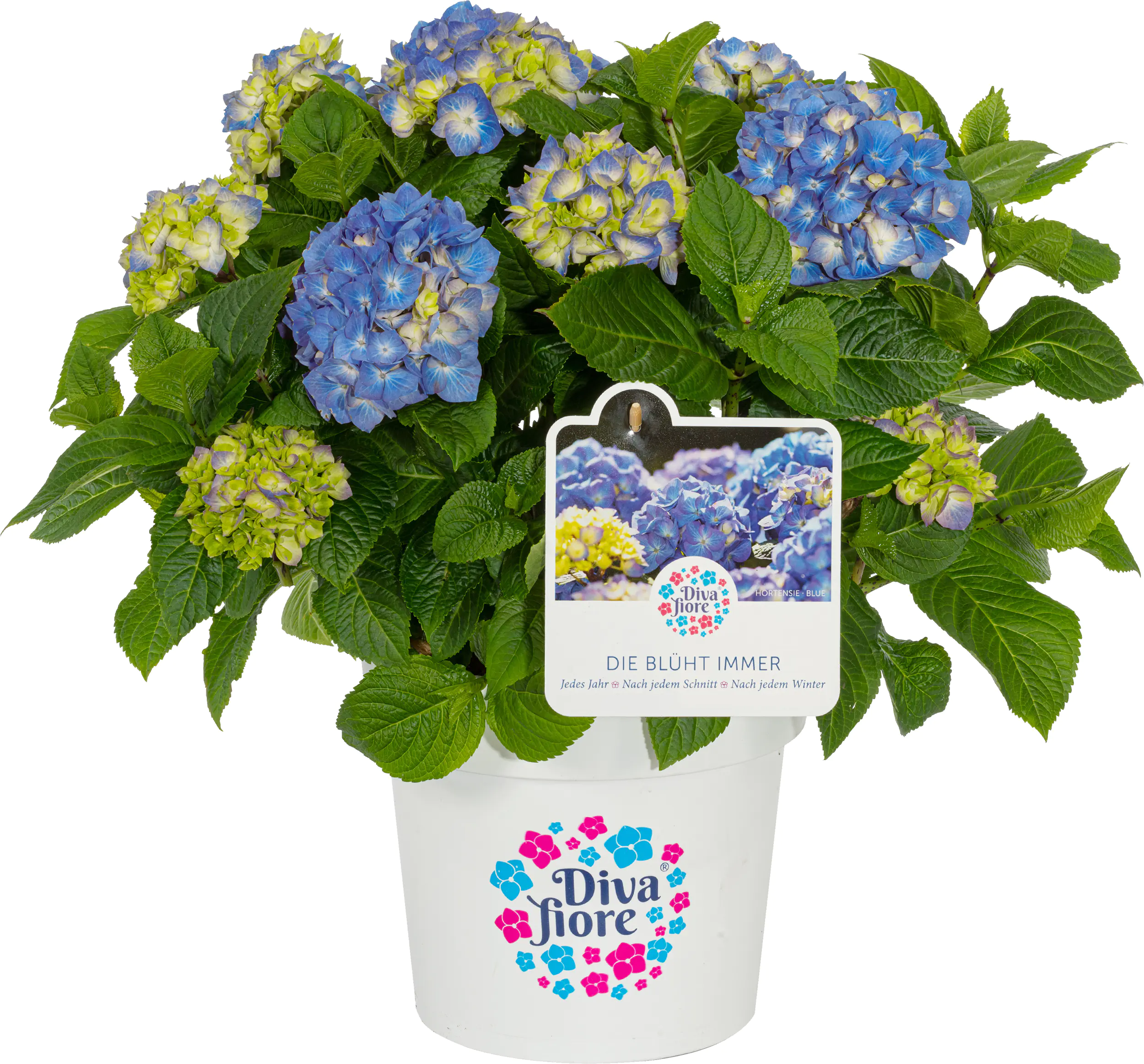 Gartenhortensie Hydrangea mac. Diva Fiore H ca. 30 cm 23 cm Topf