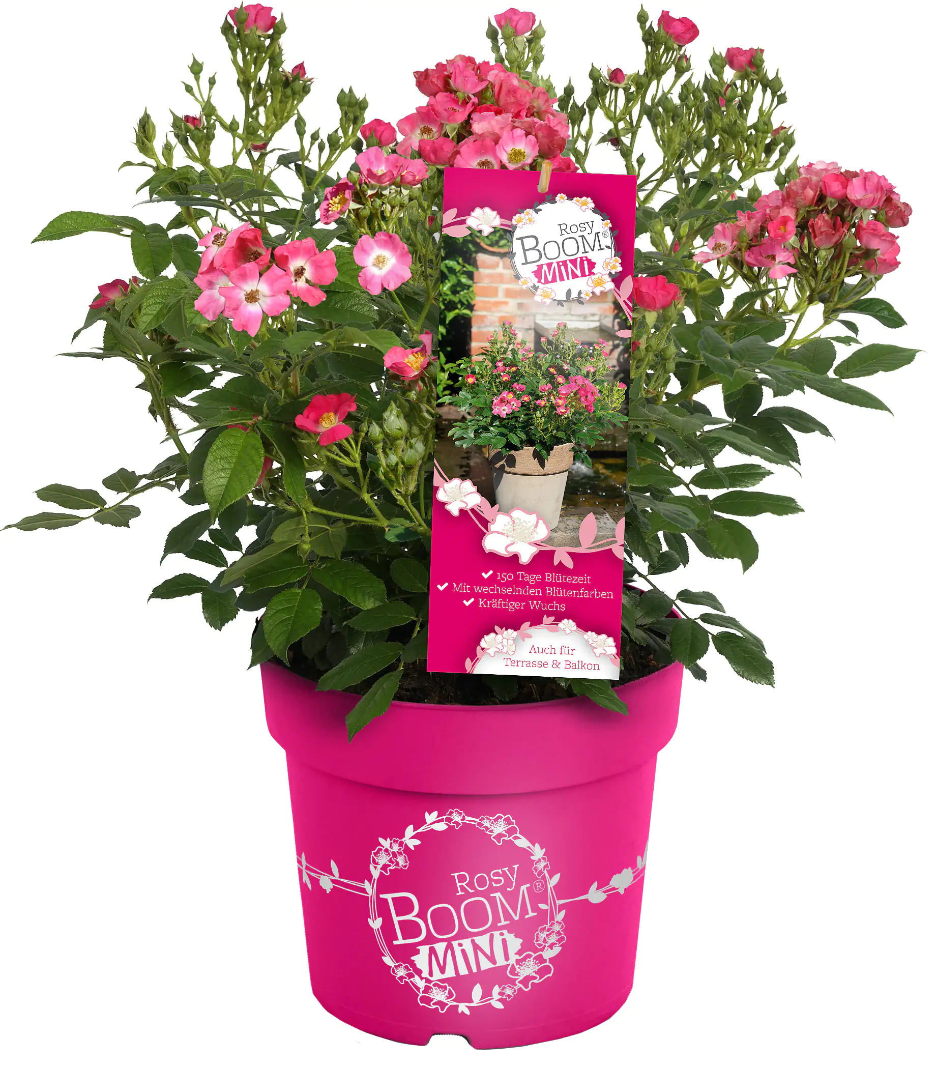 Rose Rosy Boom Mini H 30-40 cm 6L Container