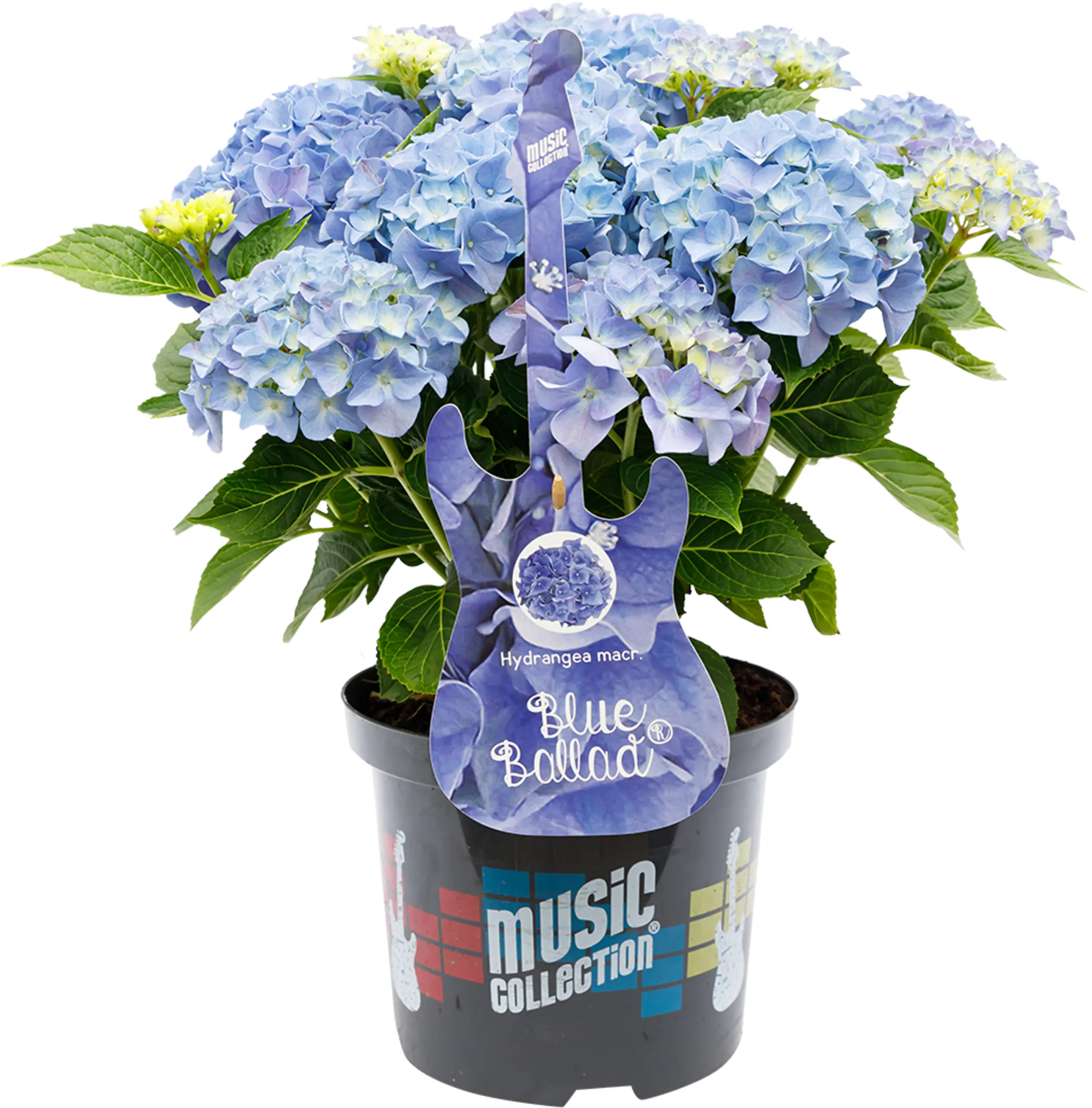 Hydrangea mac. Hortensie Music Collection 19 cm Topf