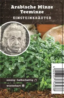 Einsteinkräuter - arabische Minze 12 cm Topf