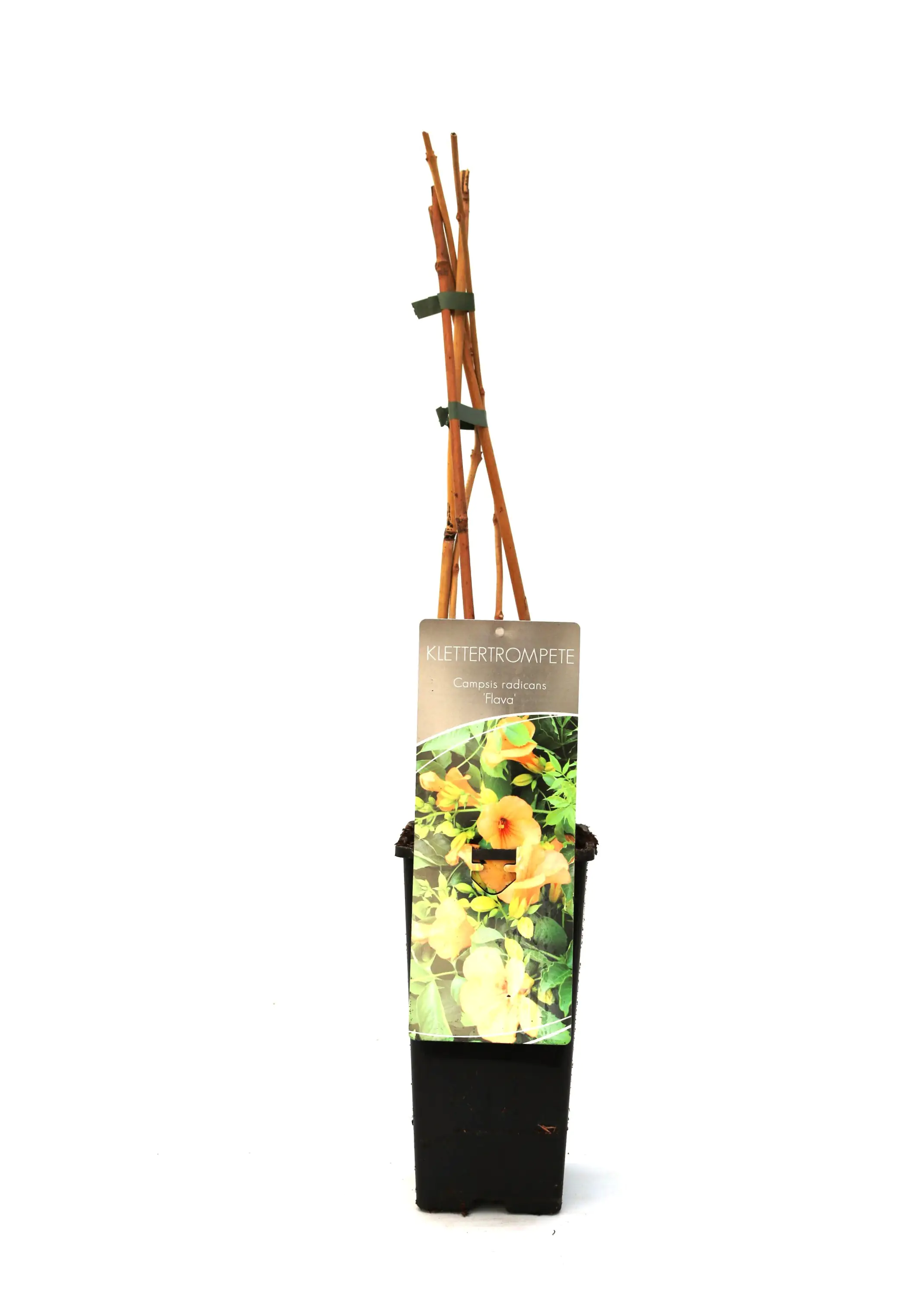 Trompetenblume Flava 2 L Eckcontainer