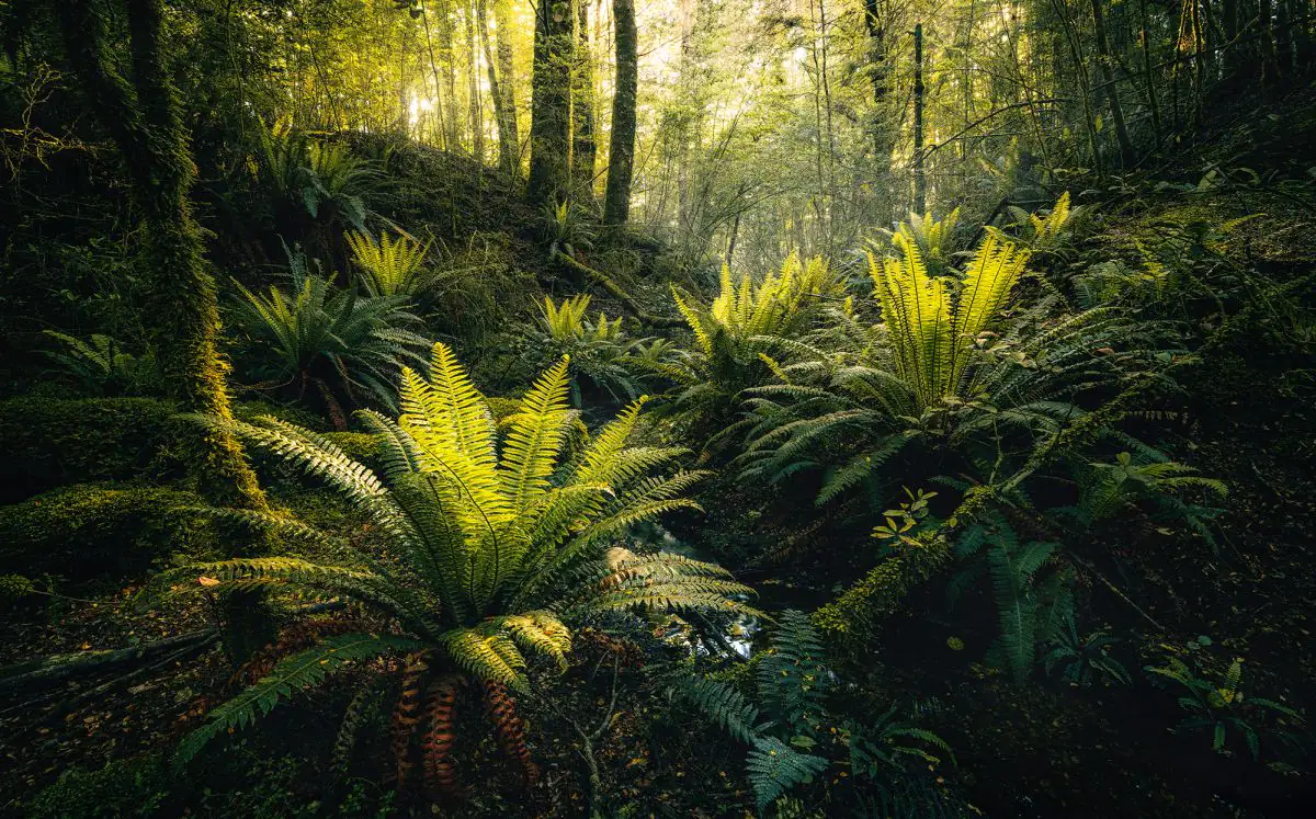 Komar Vlies Fototapete Fjordland Woods  450 x 280 cm 
