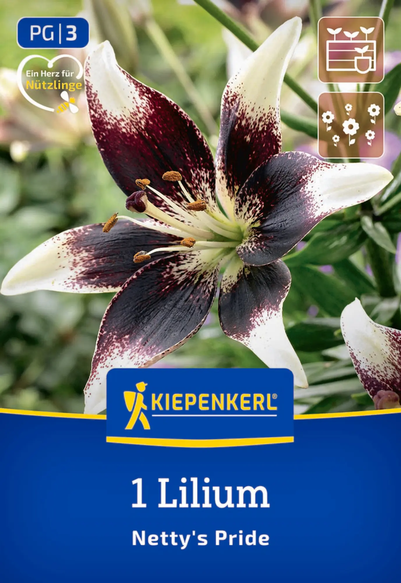 Kiepenkerl Frühjahrsblumenzwiebel Asiatische Lilie Netty's Pride 1 Stück