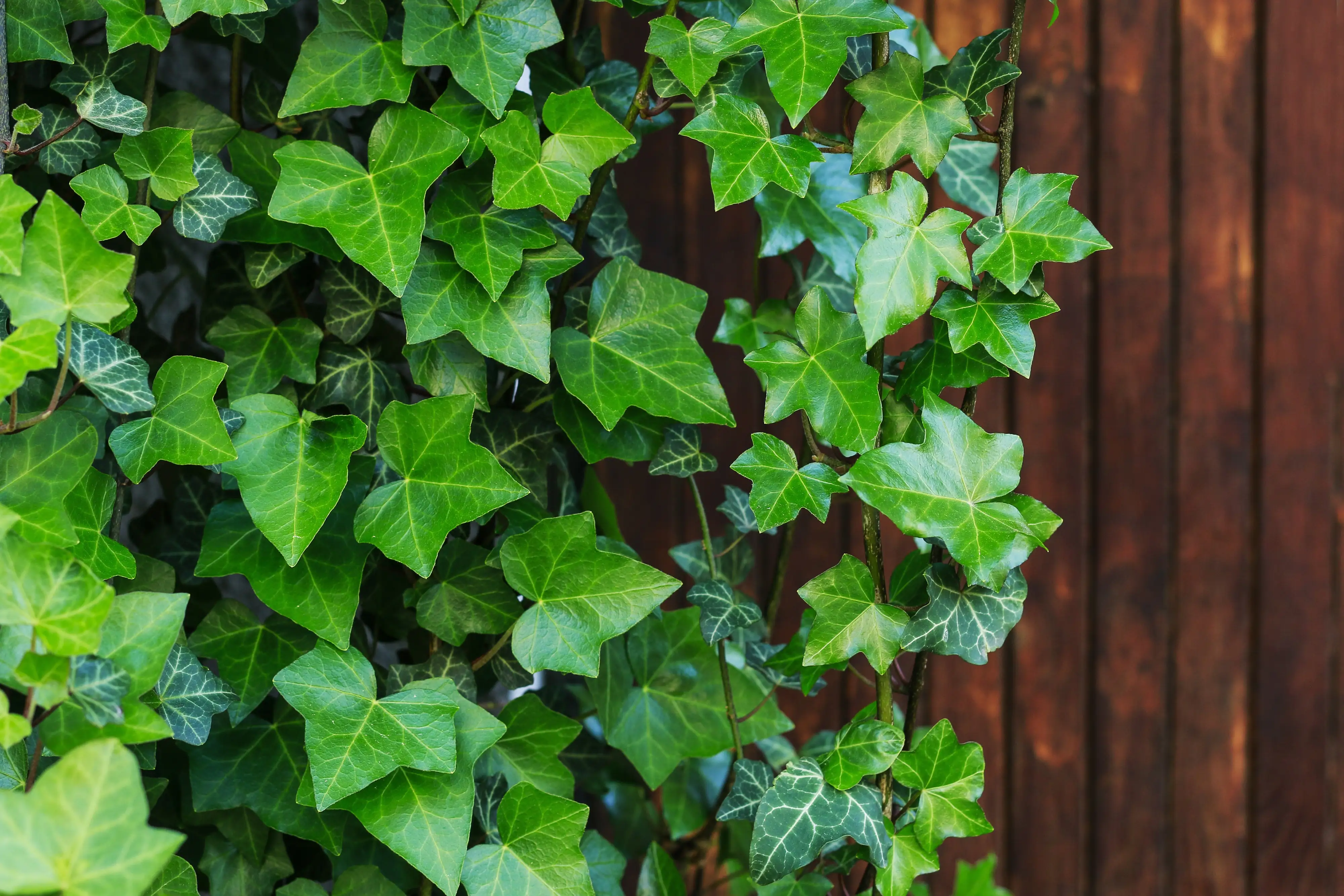 Großblättriger Efeu Hedera helix hibernica H 100 - 120 cm, 100 Stück