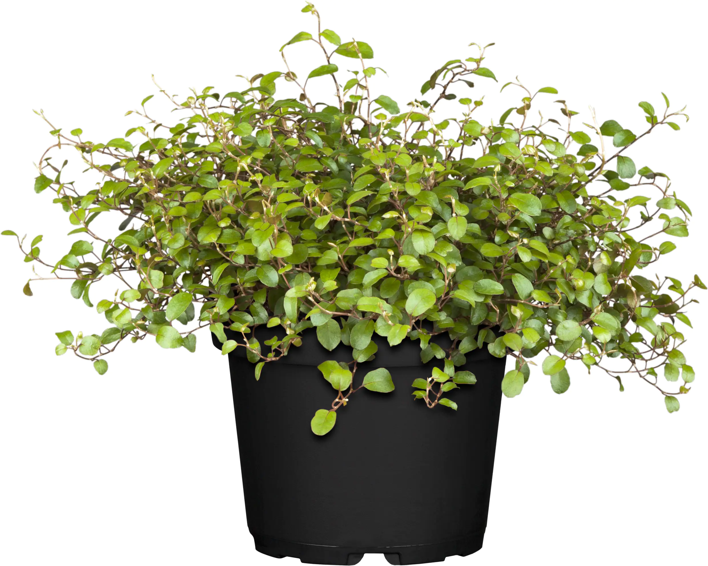 Herbstpflanzen Mix 10,5 cm Topf