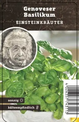 Einsteinkräuter Basilikum Genovese 12 cm Topf