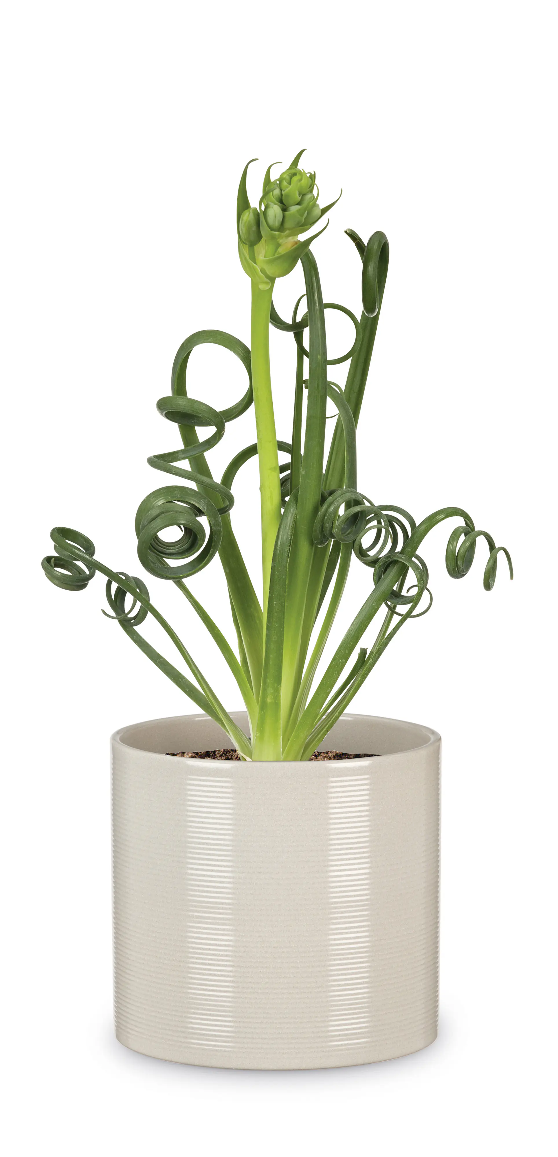Scheurich Übertopf Serie 828 Ø 33 x 29,7 cm sesame
