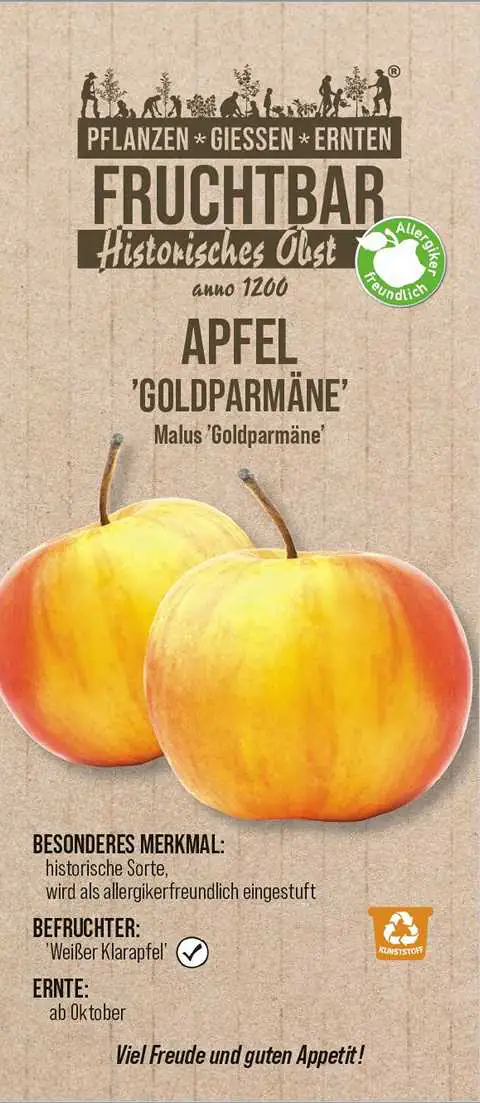 Historische Bio Obstbäume  Apfel Goldparmäne H 150 cm 29 cm Topf